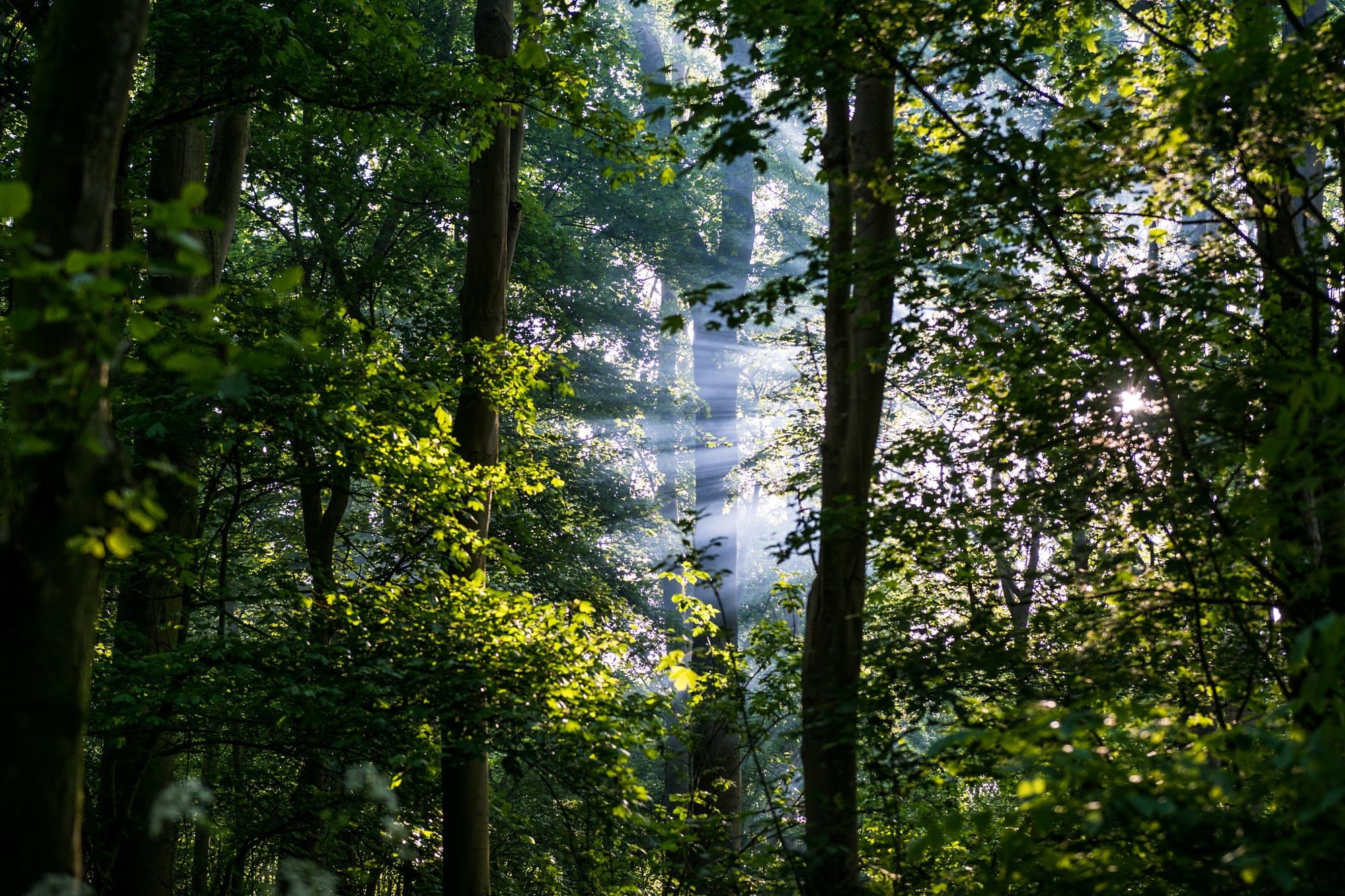 forest, leaves, sun rays, trees, nature, plant, land, beauty in nature