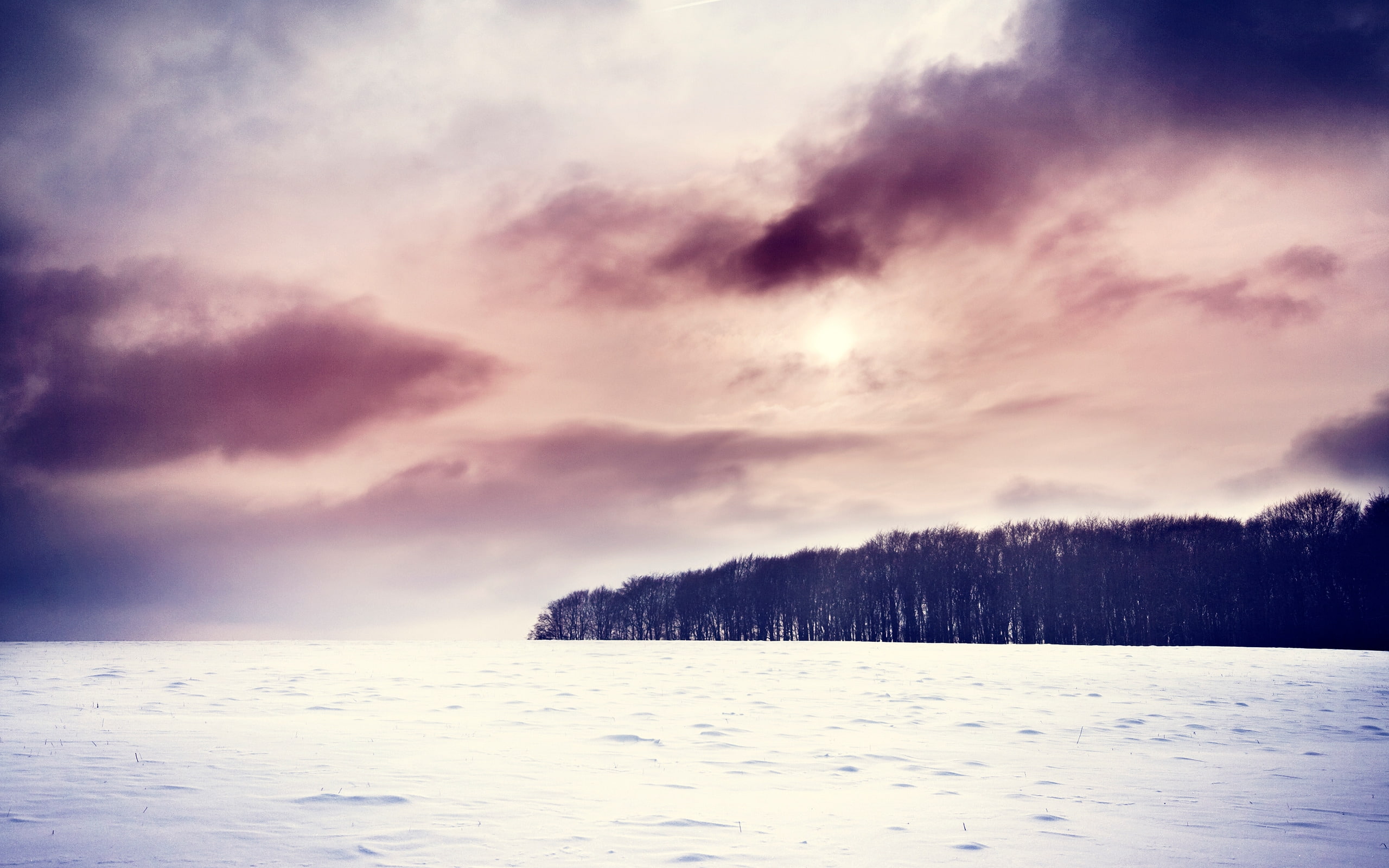 Cold Winter, forest, tree, snow