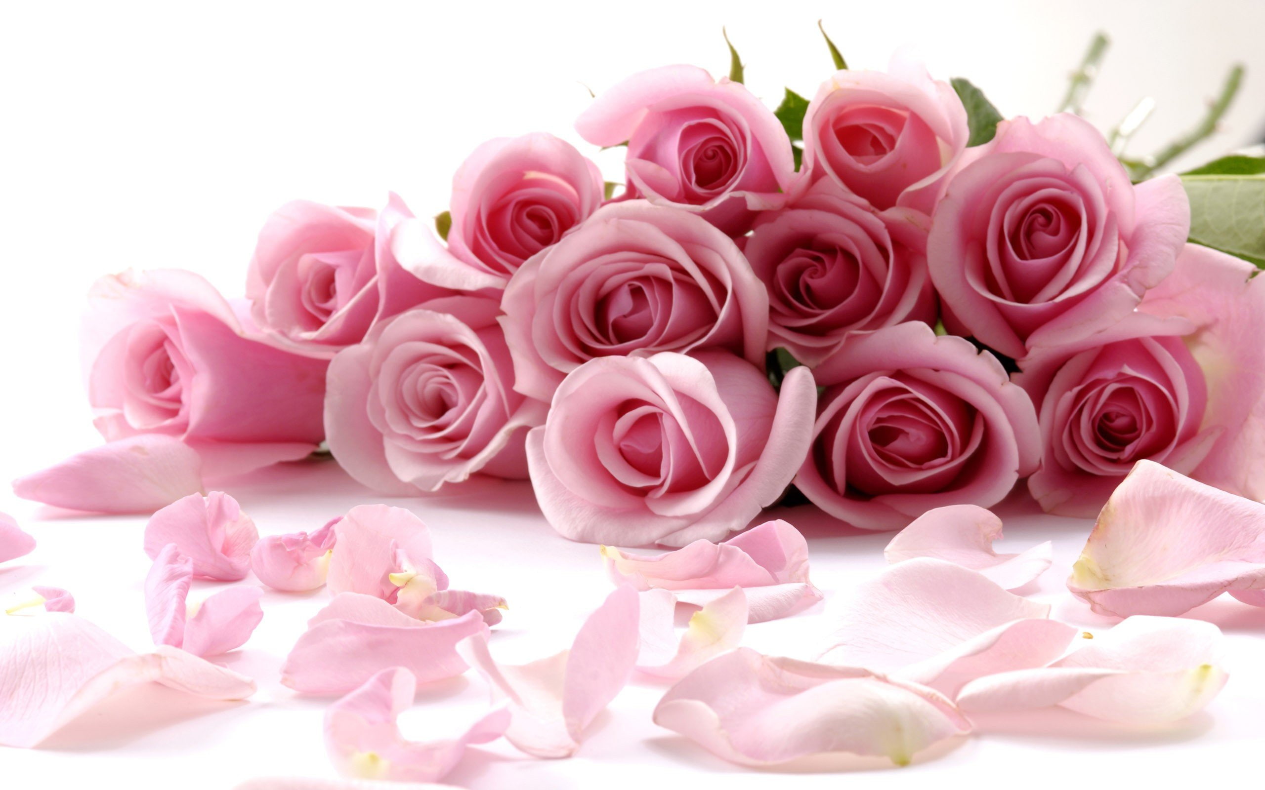 pink, roses
