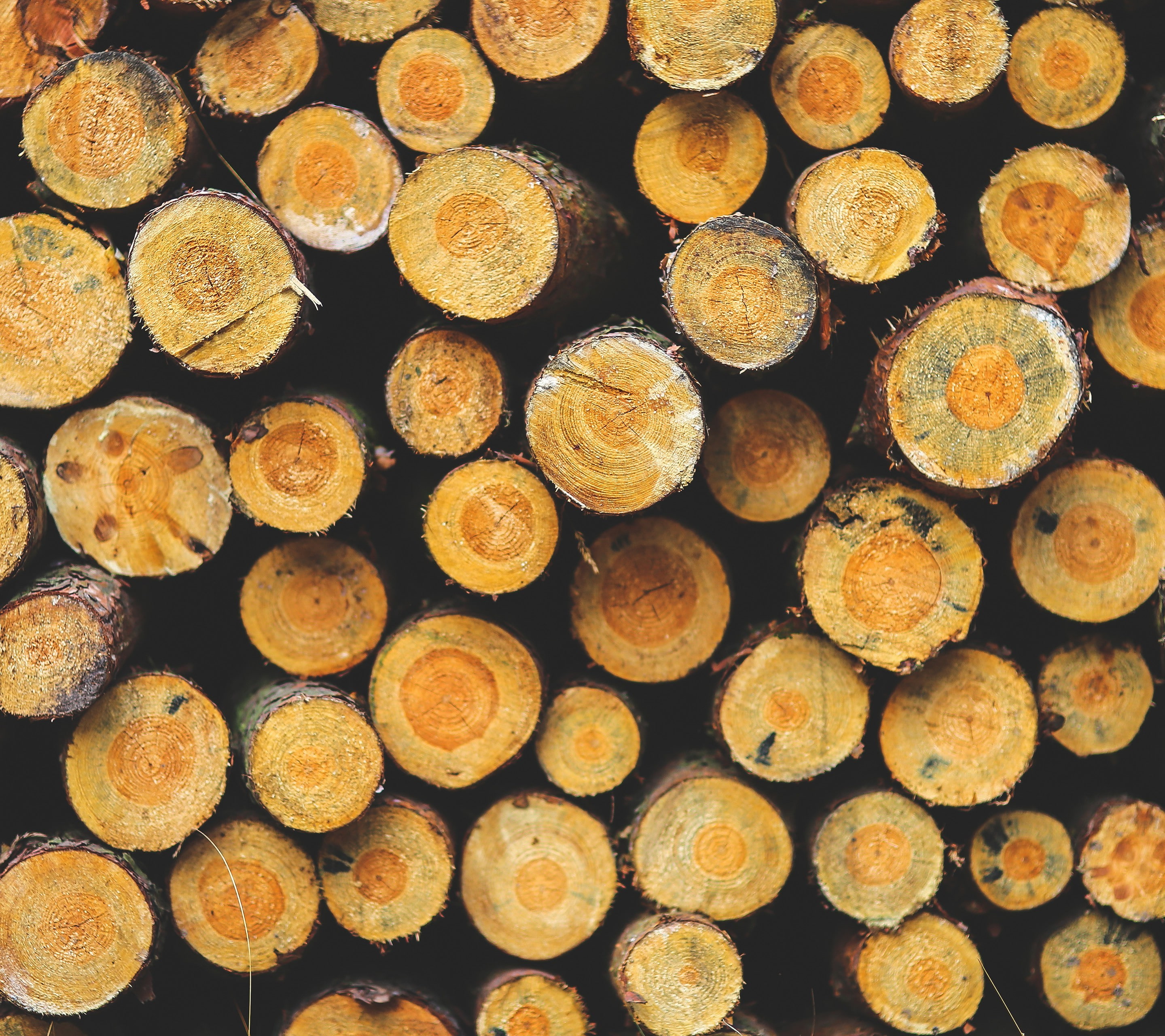 pattern, Tree Trunk