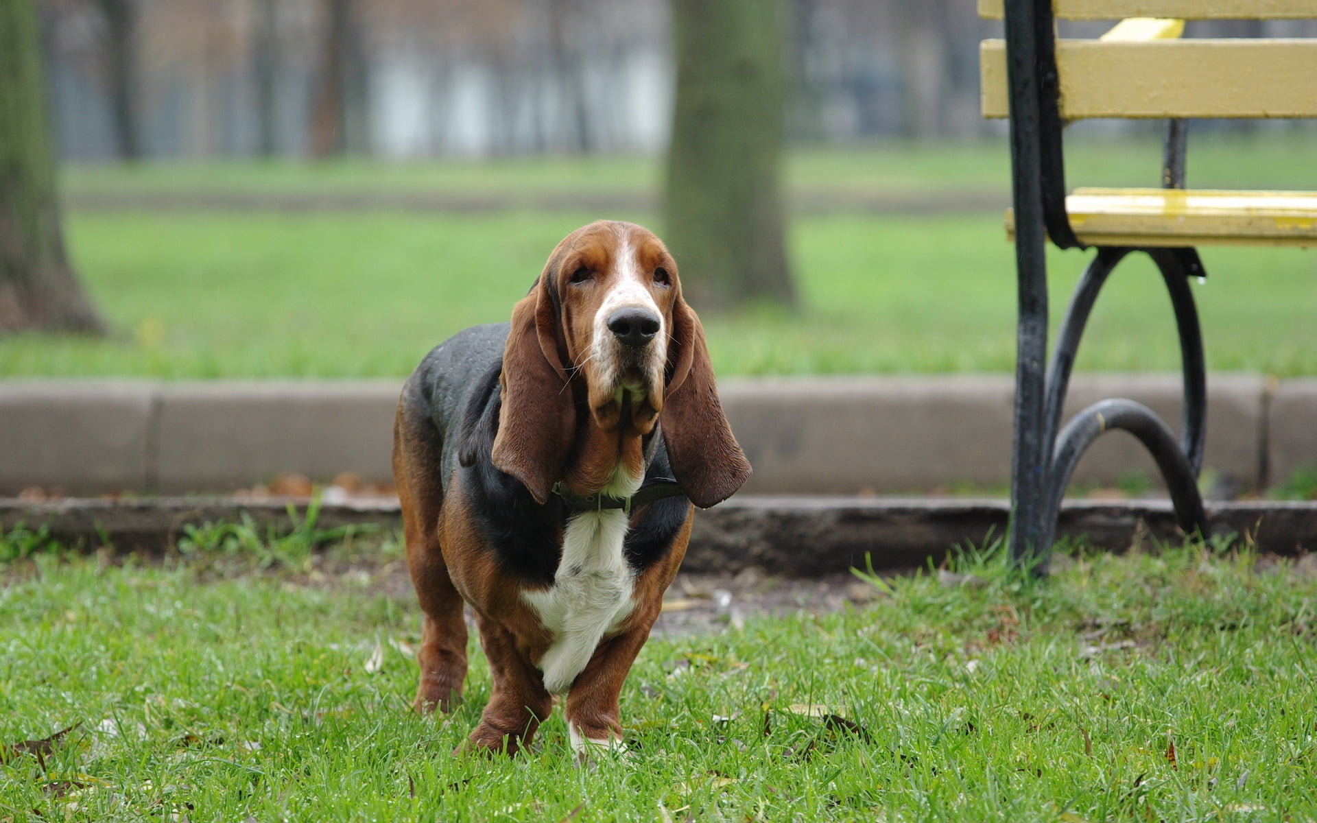 adult tri-color Basset hound, dog, run, park, dachshund, old