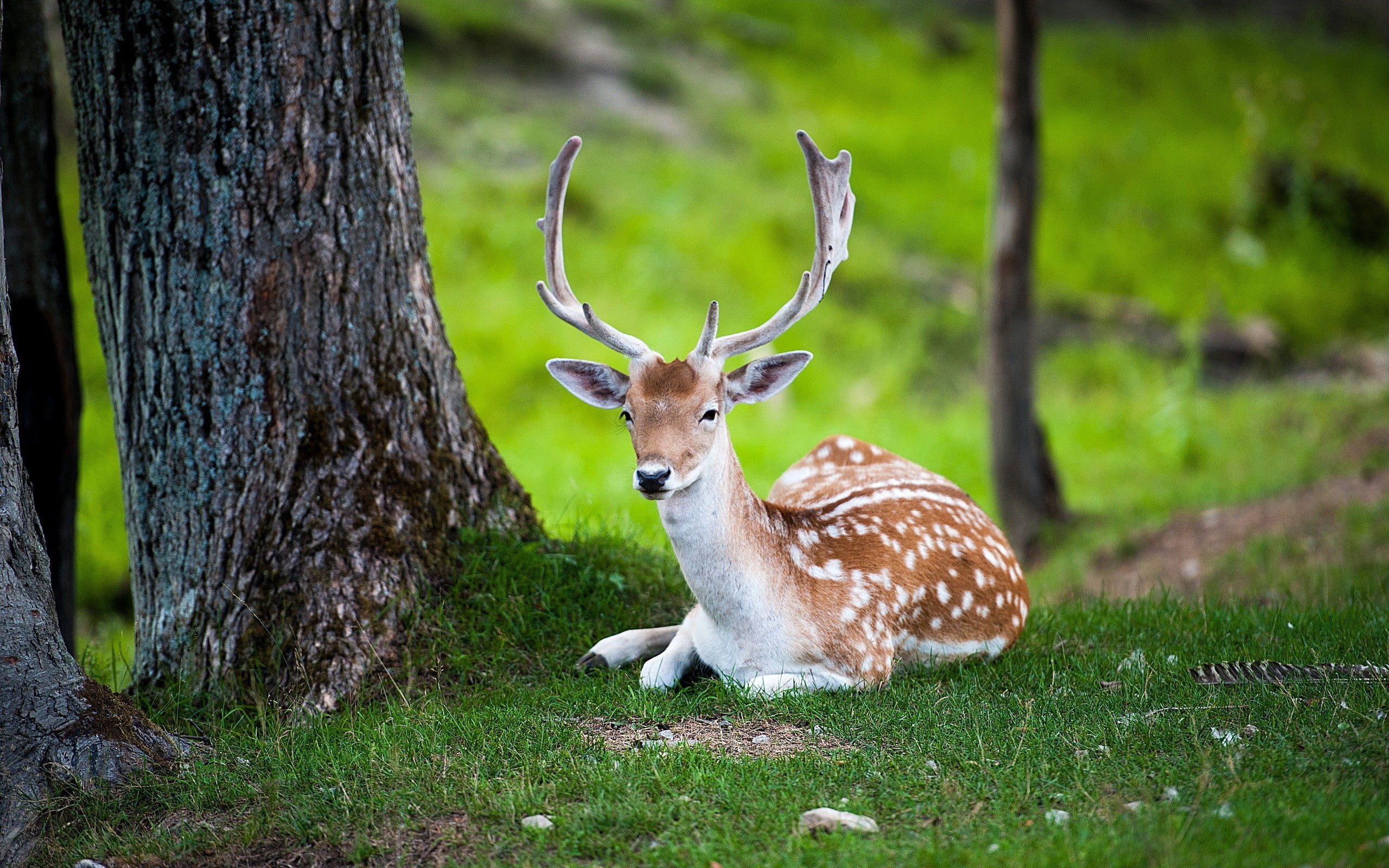 brown and white deer, tree, lie, color, forest, wildlife, nature