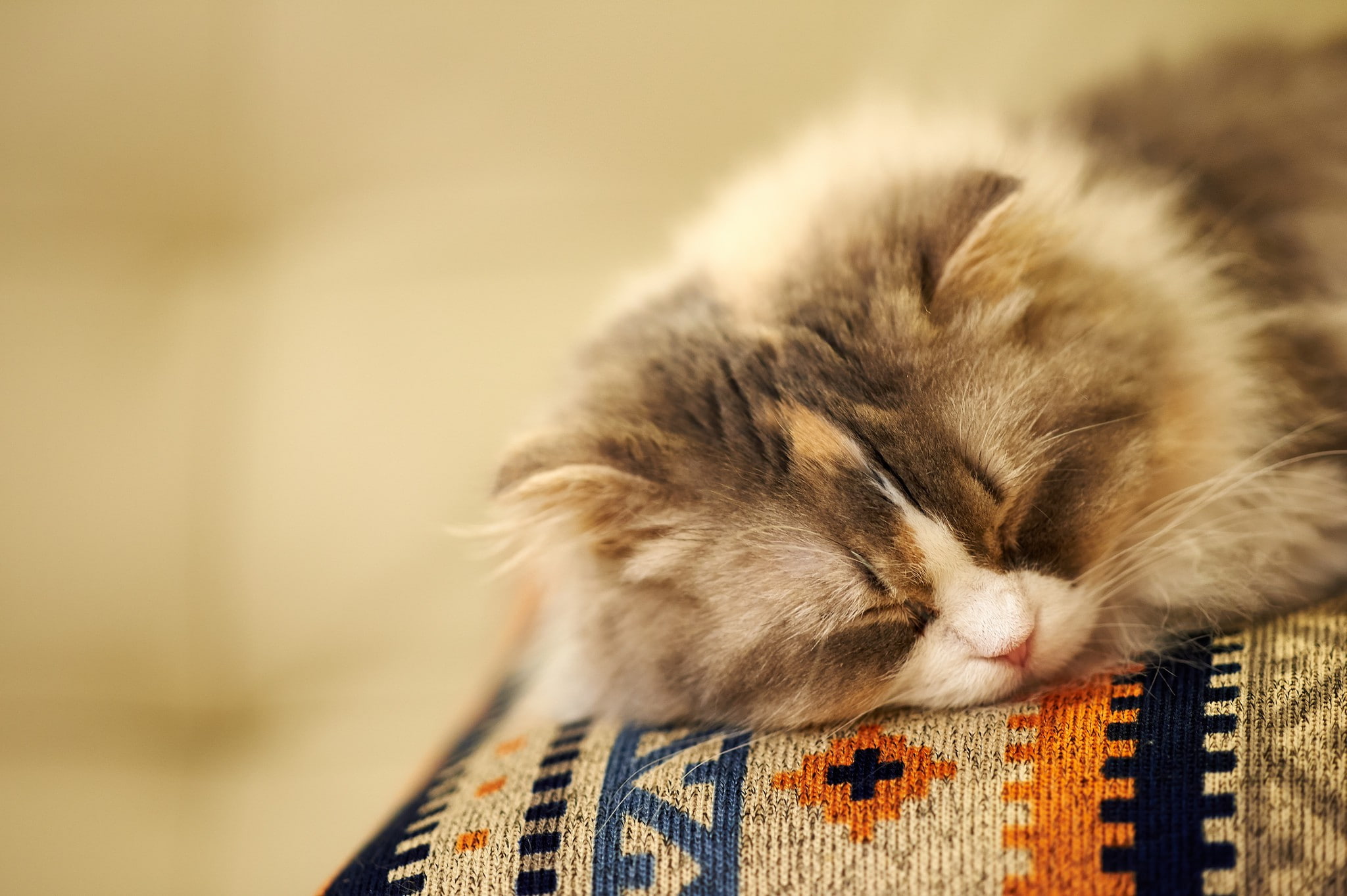 Cat Sleeping, fluffy, snout, background