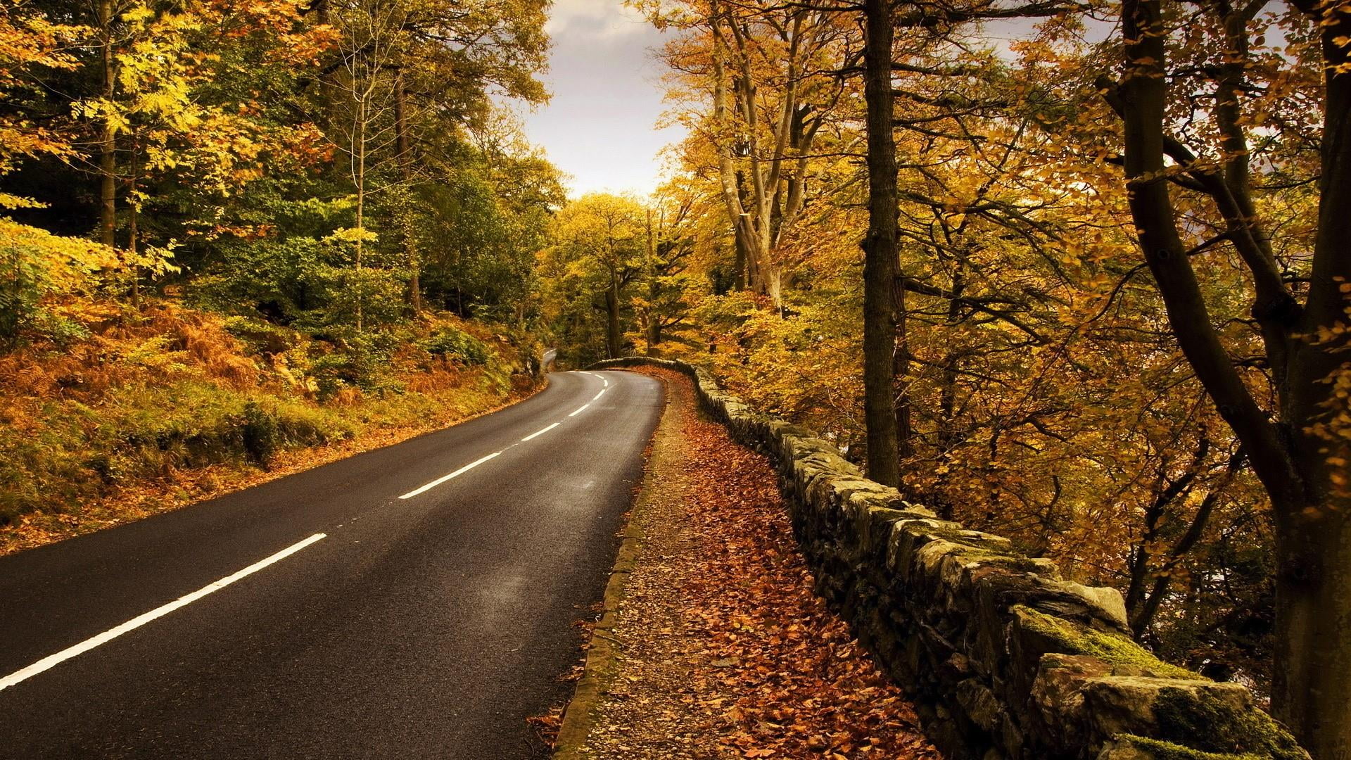 autumn, road, forest, chalus road, leaf, tree, woodland, sky