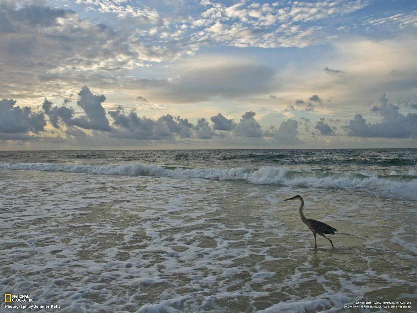 Free download | HD wallpaper: birds, geographic, national, sea ...