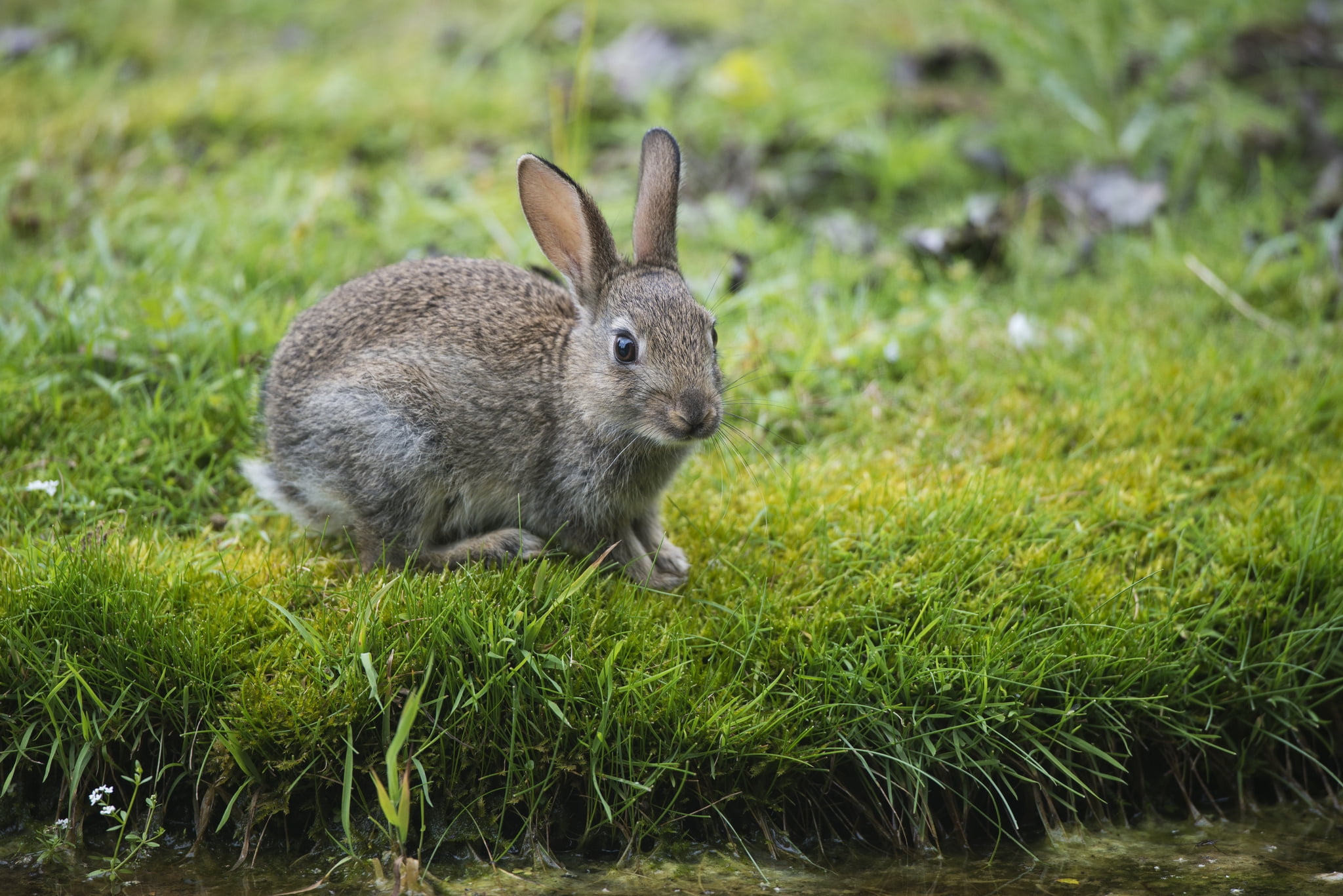 gray rabbit, hare, grass, look, rabbit - Animal, cute, mammal