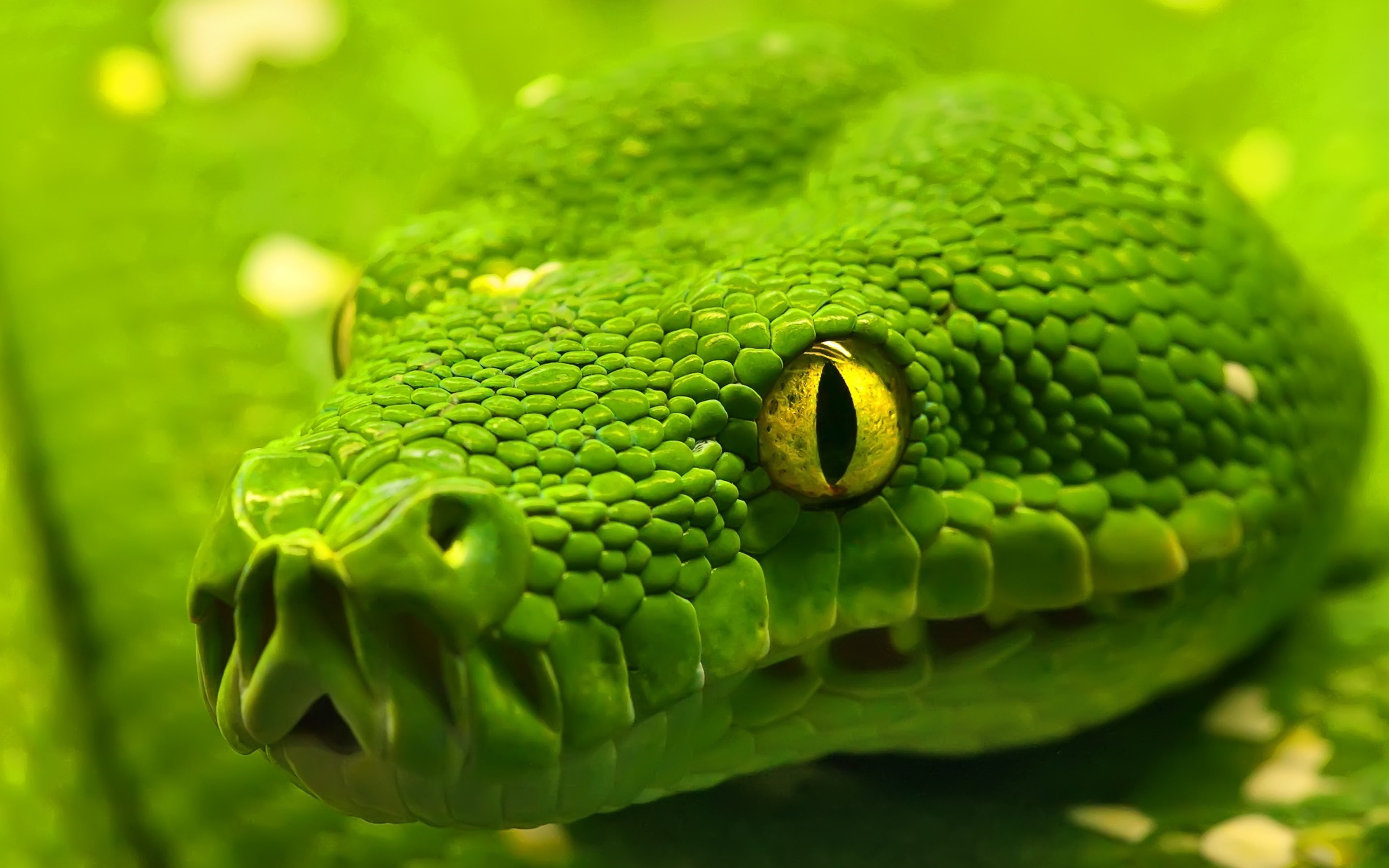 Green Anaconda Wallpapers Hd Widescreen 3840×2400