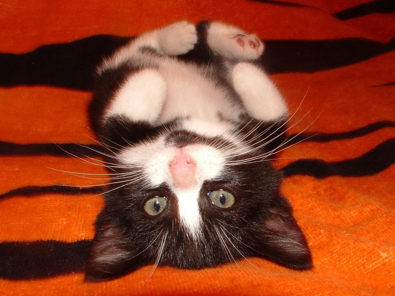 sweet kitty animal Black cat kitten lying on back Pet Sweet tabby white HD