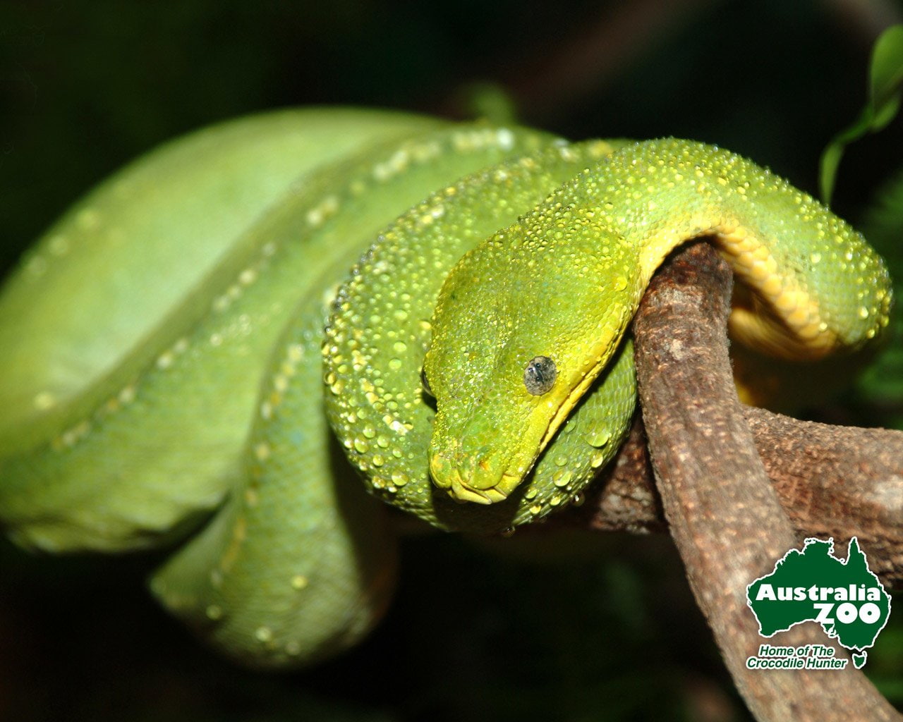 Reptiles, Python, Snake