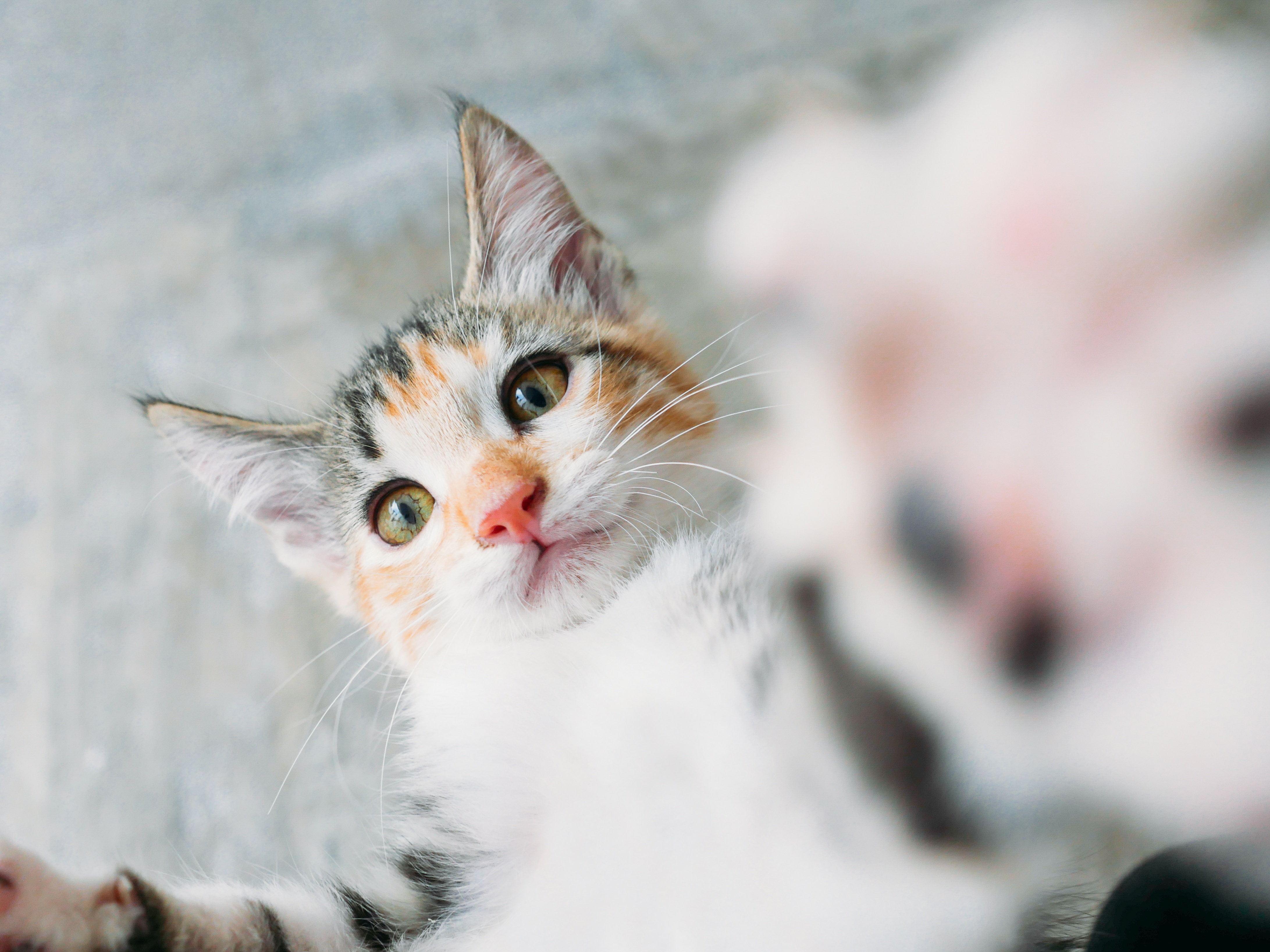 Free download | HD wallpaper: Cats, Pet | Wallpaper Flare