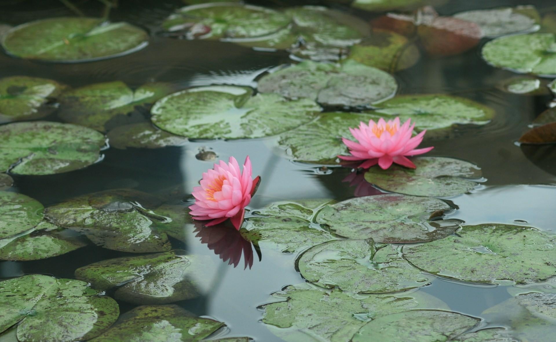 two pink lotus flowers, water lilies, leaves, pond, water Lily
