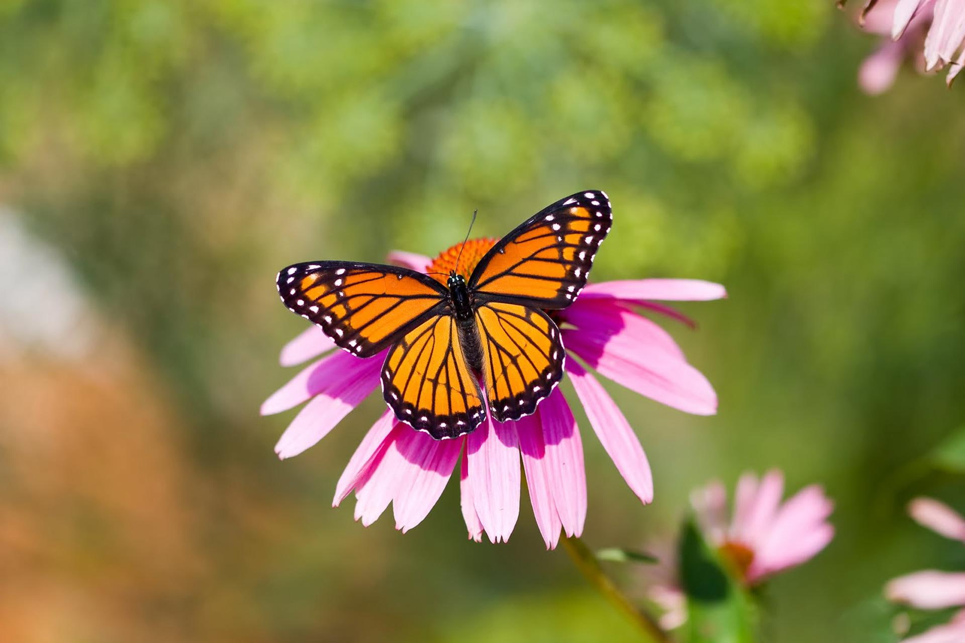 Viceroy Butterfly, animals, nature, beautiful, butterflies, flowers