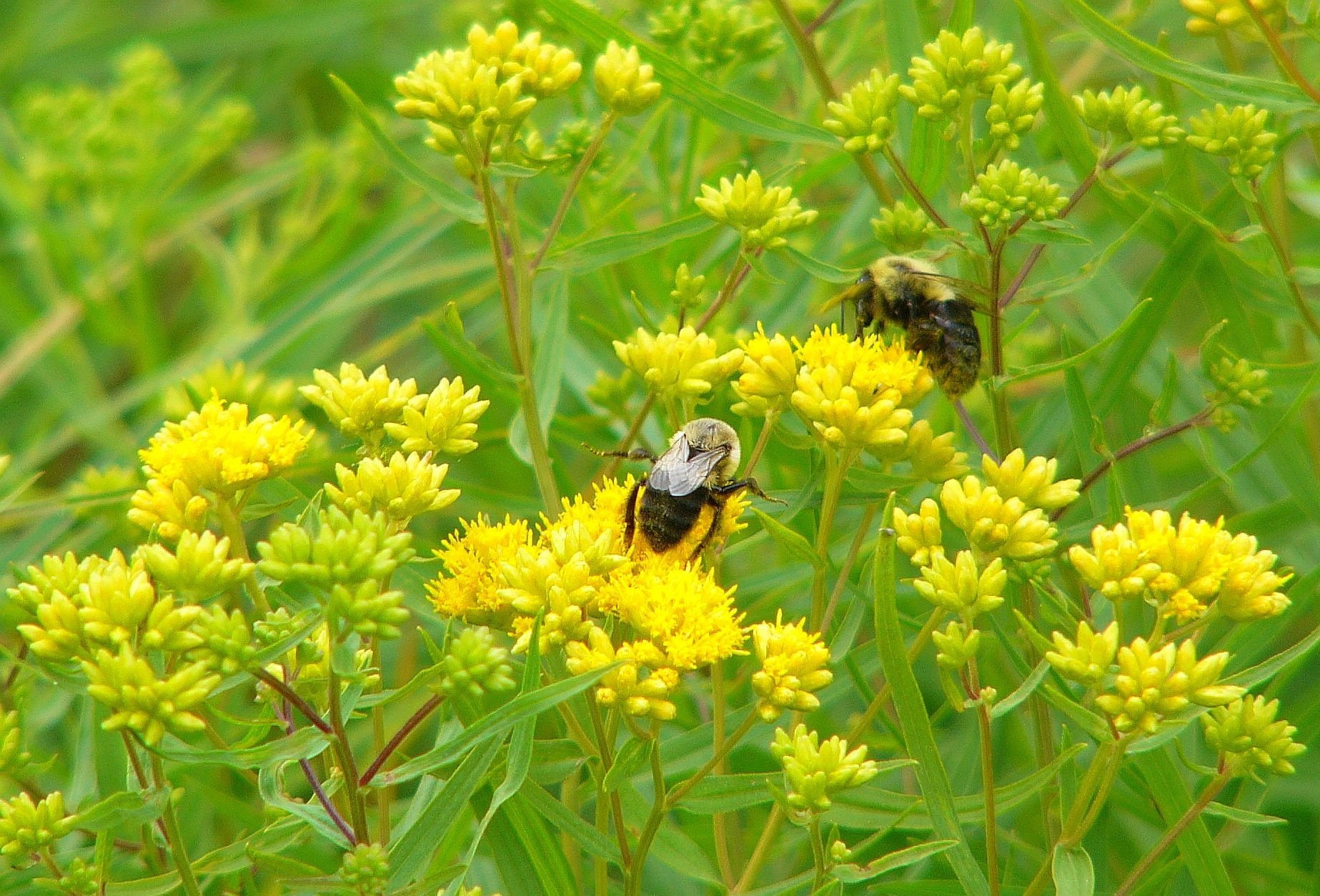 Insects, Bee