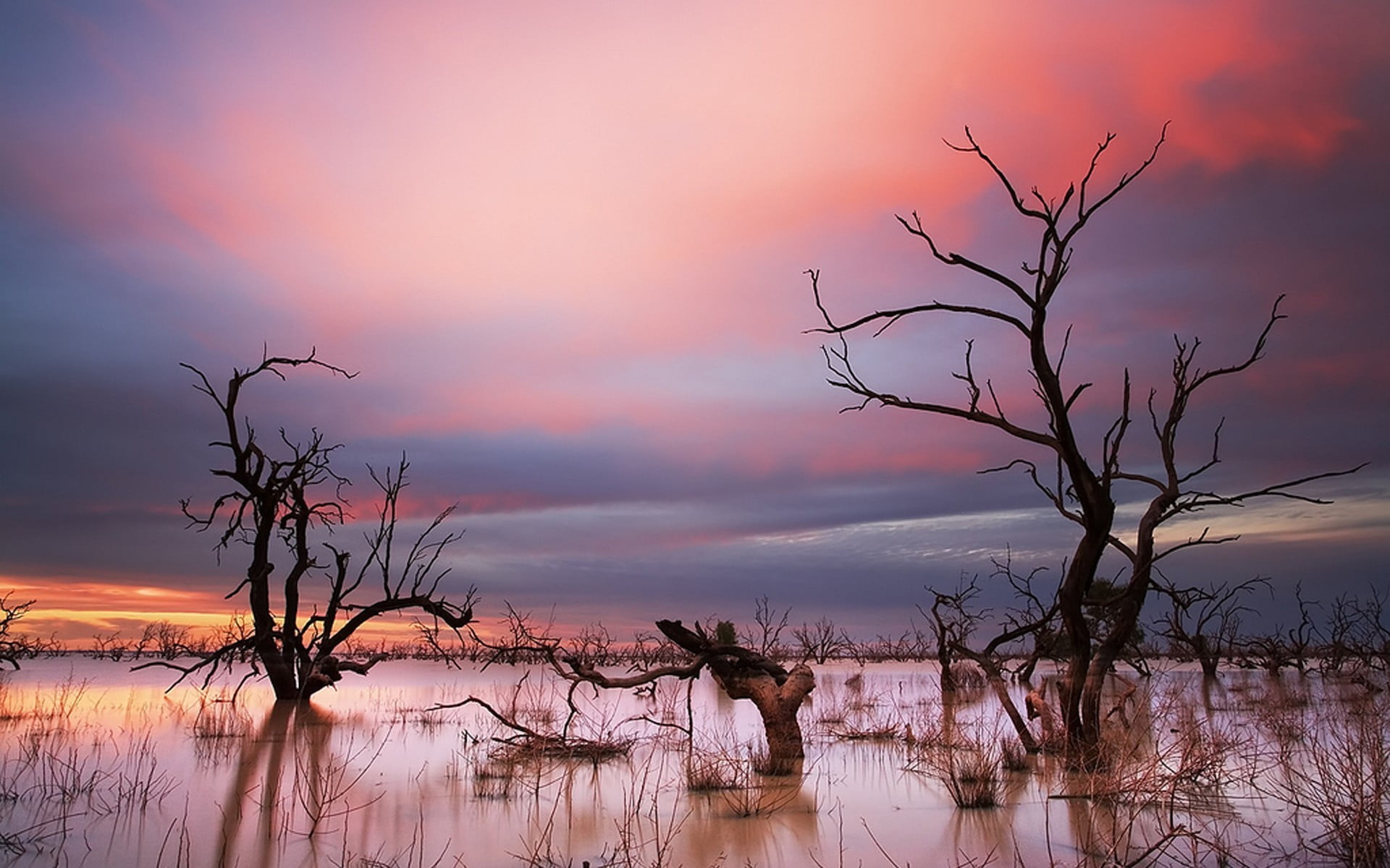 withered trees, landscape, water, swamp, sunset, sky, tranquility