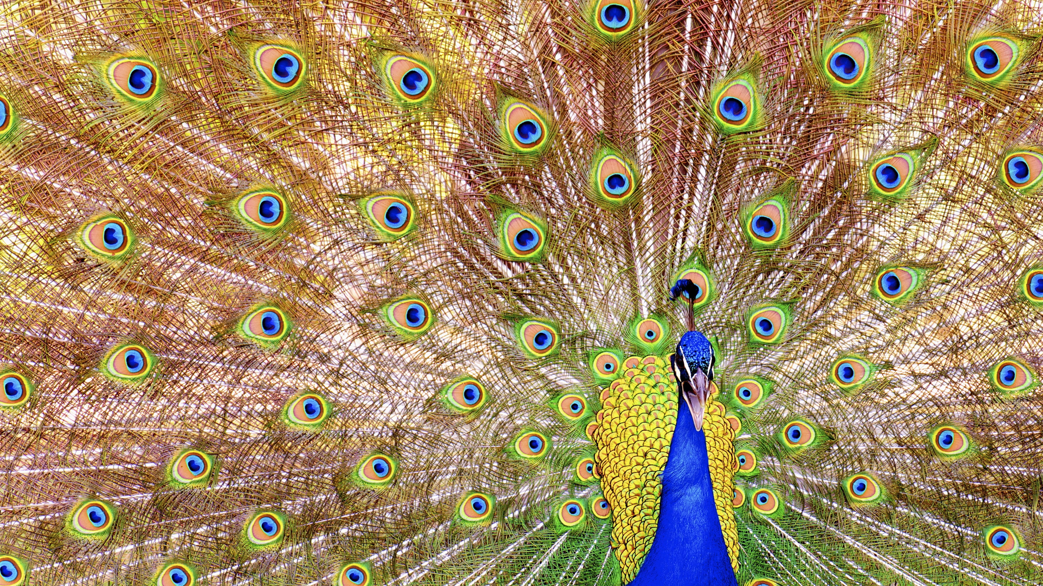 panoramic  photography of peacock, Information, bird, nature