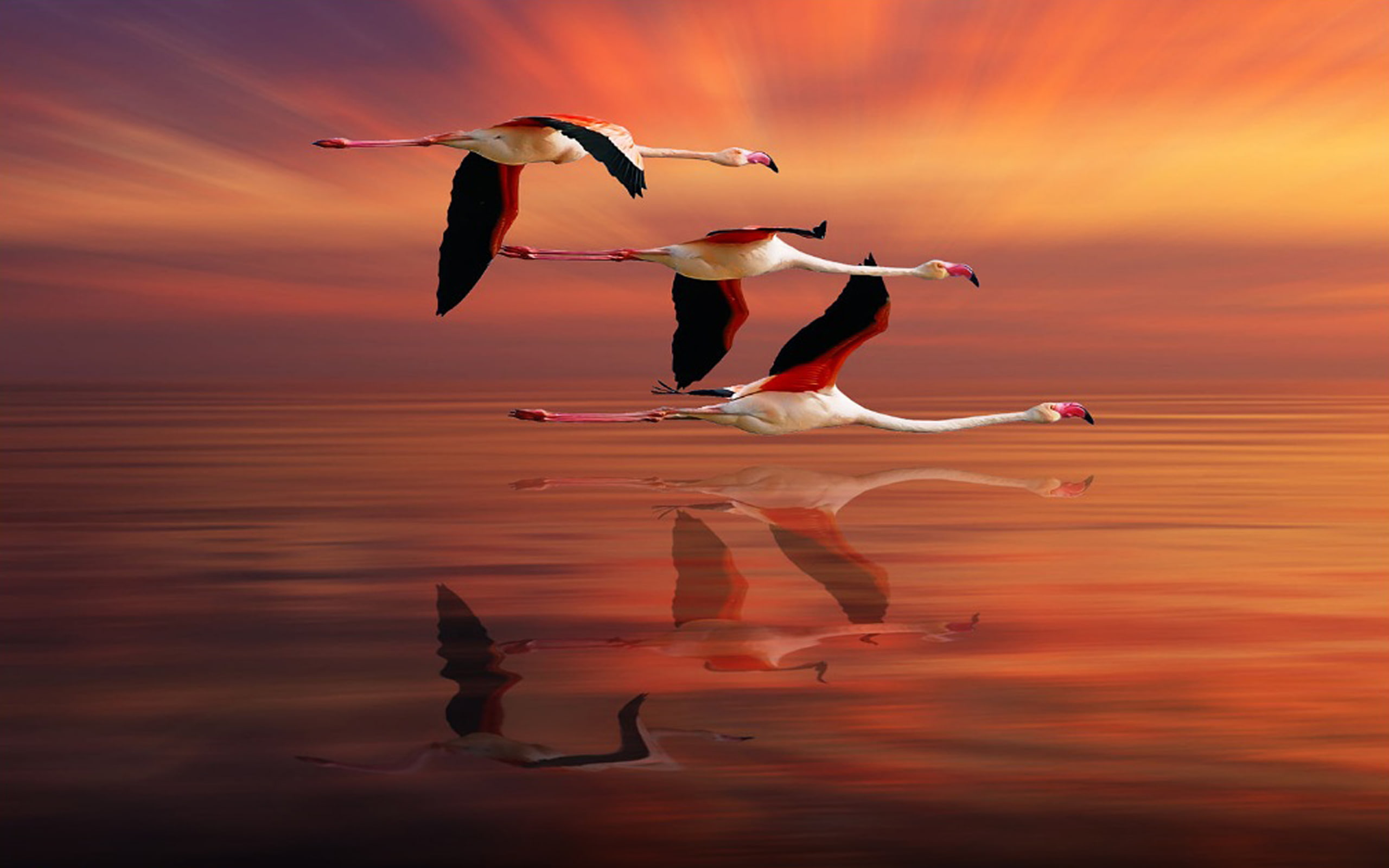 Flamingo Flying Ocean Red Sky Sunset Reflection Beautiful Hd Desktop Wallpaper