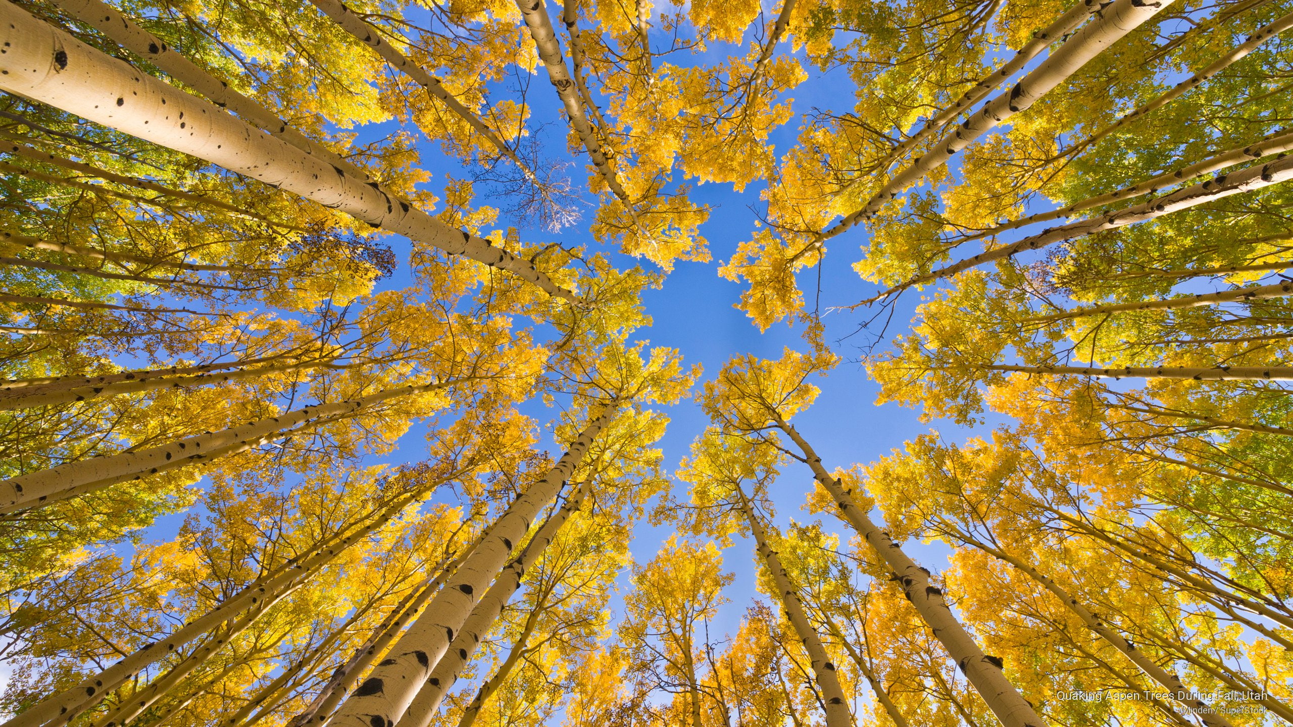 Quaking Aspen Trees During Fall, Utah