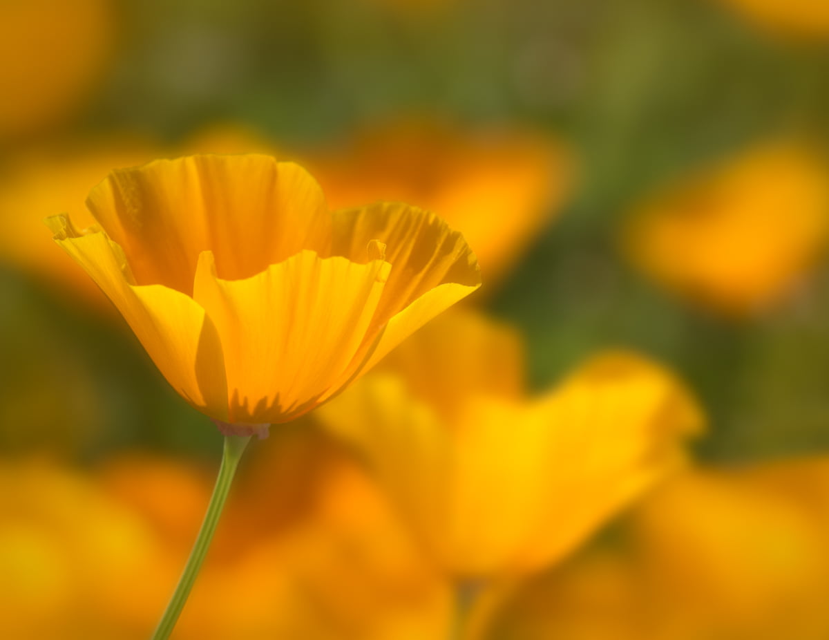 close photo of yellow petaled flower, california, california