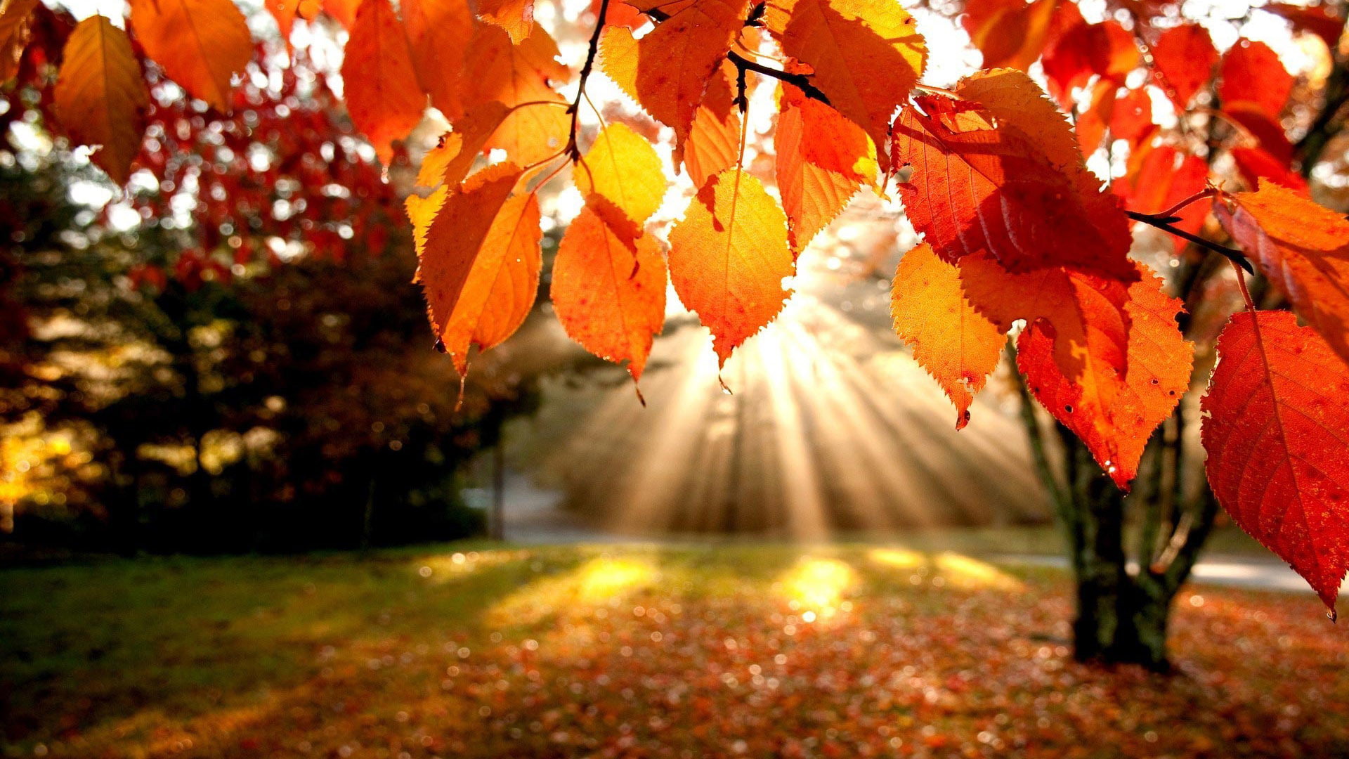maple, nature, autumn, orange, november, leaves, fall, leaf