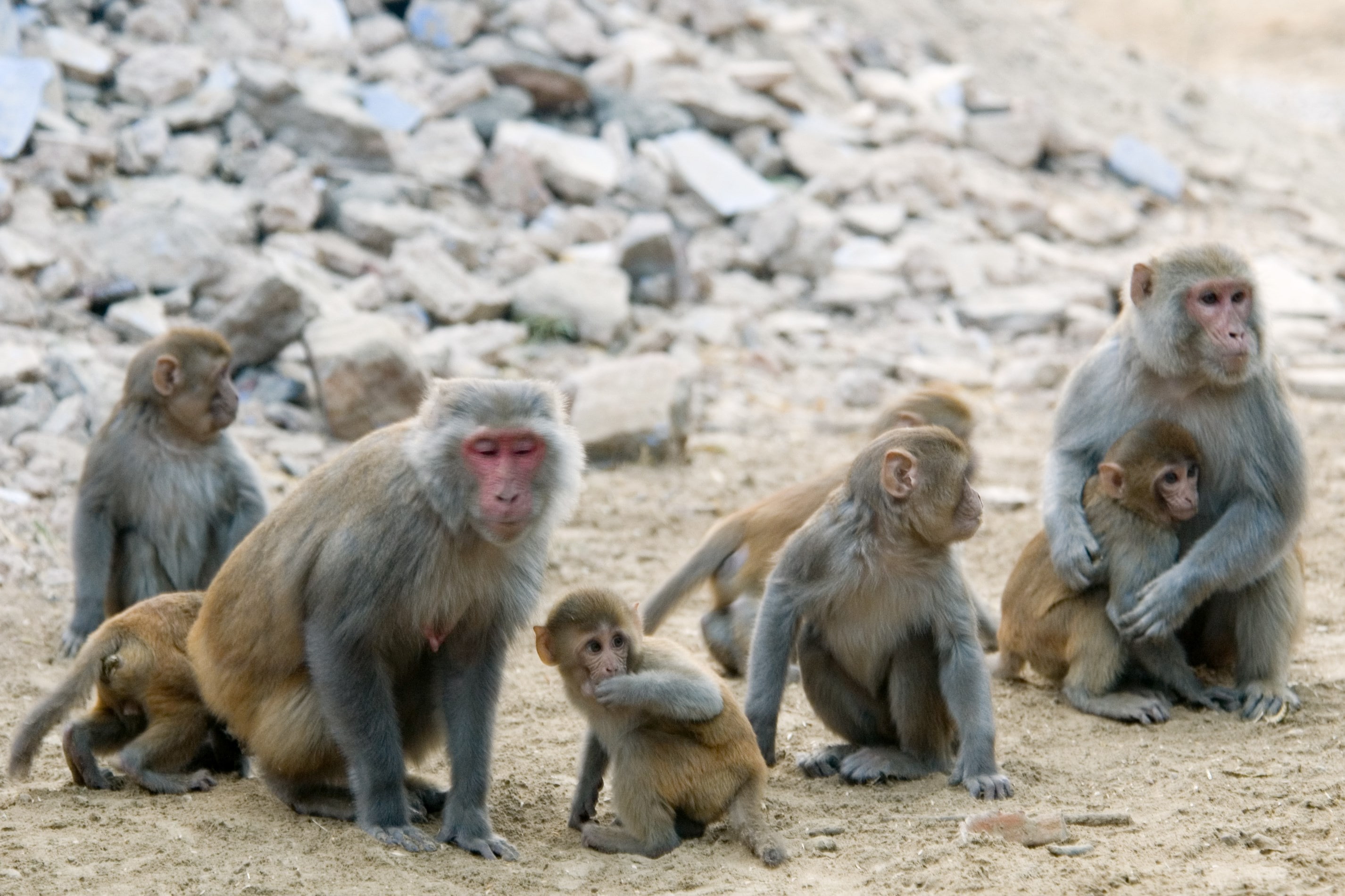 macaque