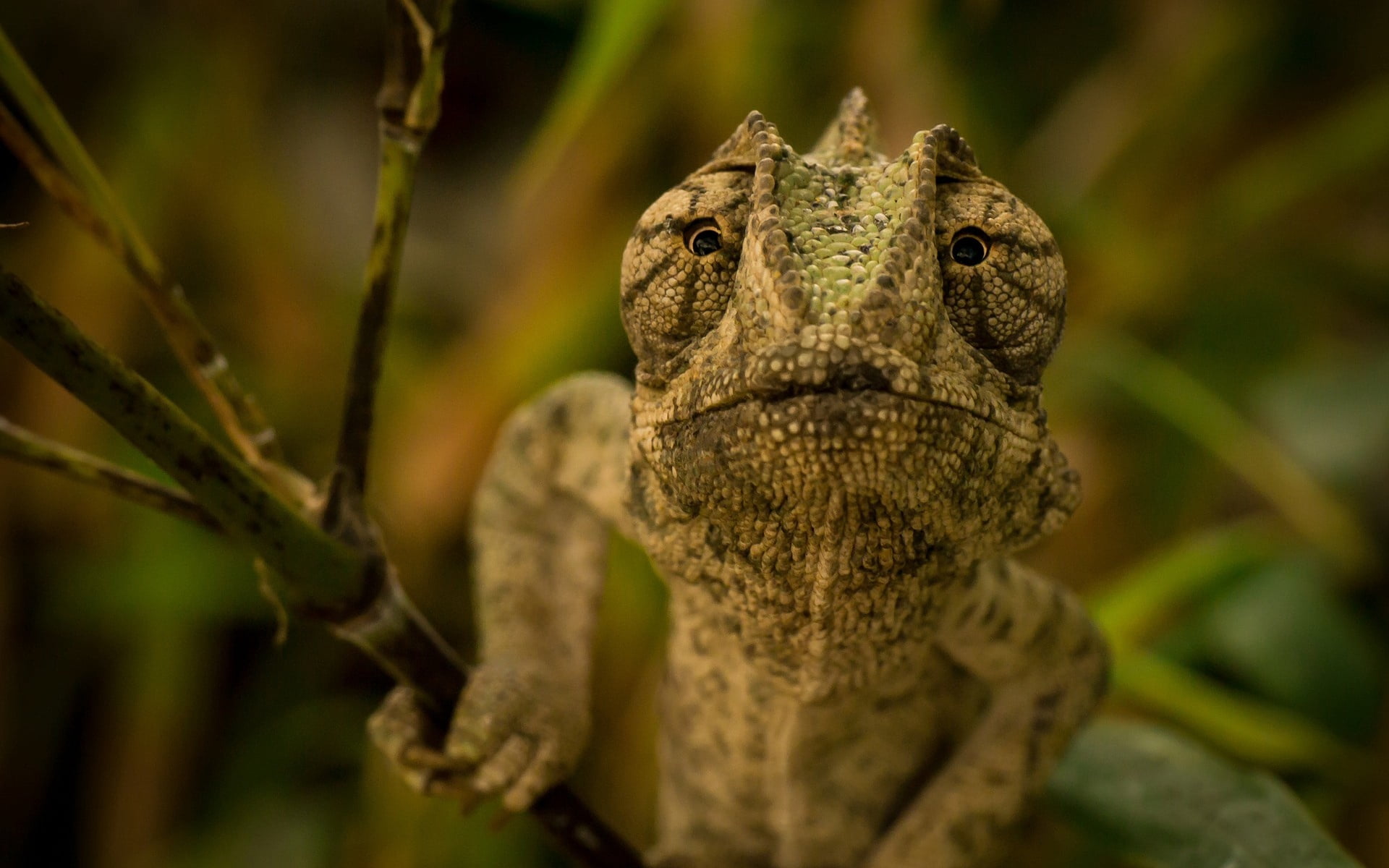 iguana, chameleon, head, reptile, animal, nature, wildlife, lizard