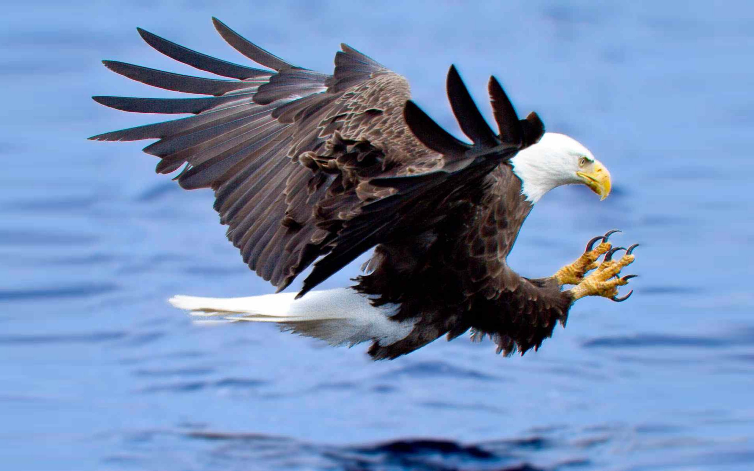 Attack Of The Bald Eagle Hunting For Fish In The Lake Water Widescreen Free Download