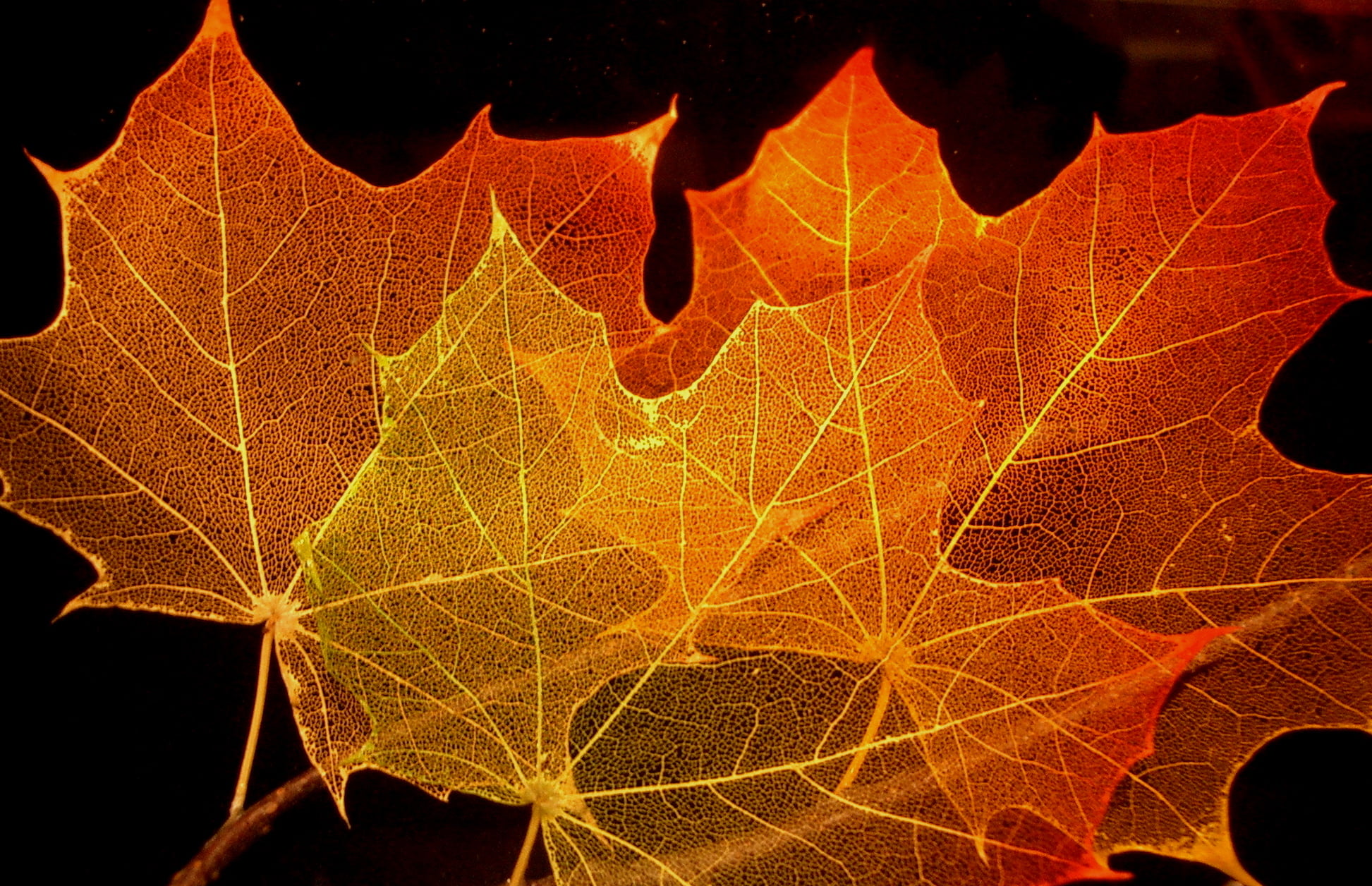 photography of maple leaves, Maple Leaf, Structure, autumn  leaf