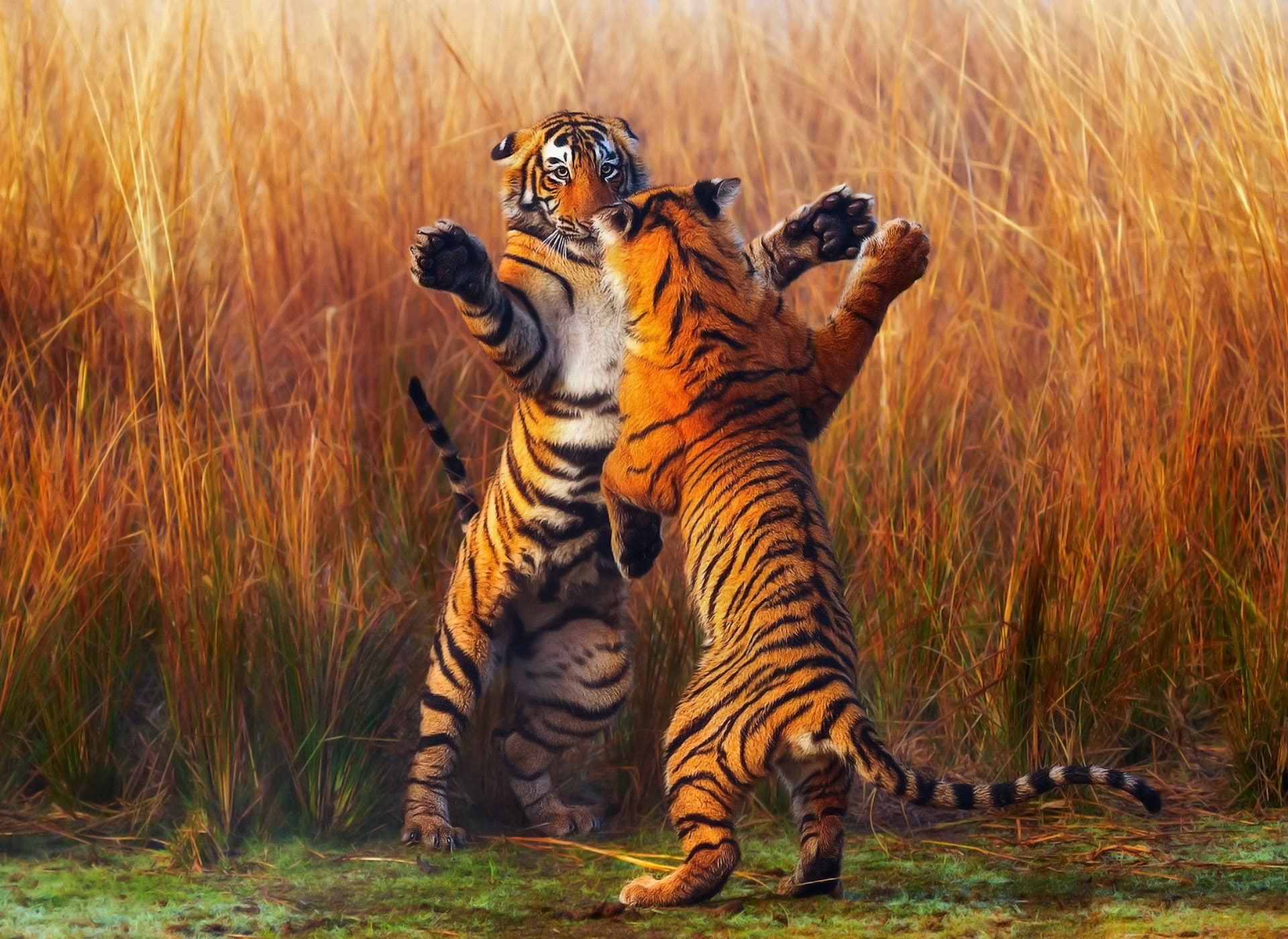 tiger, tigers, fight, stand