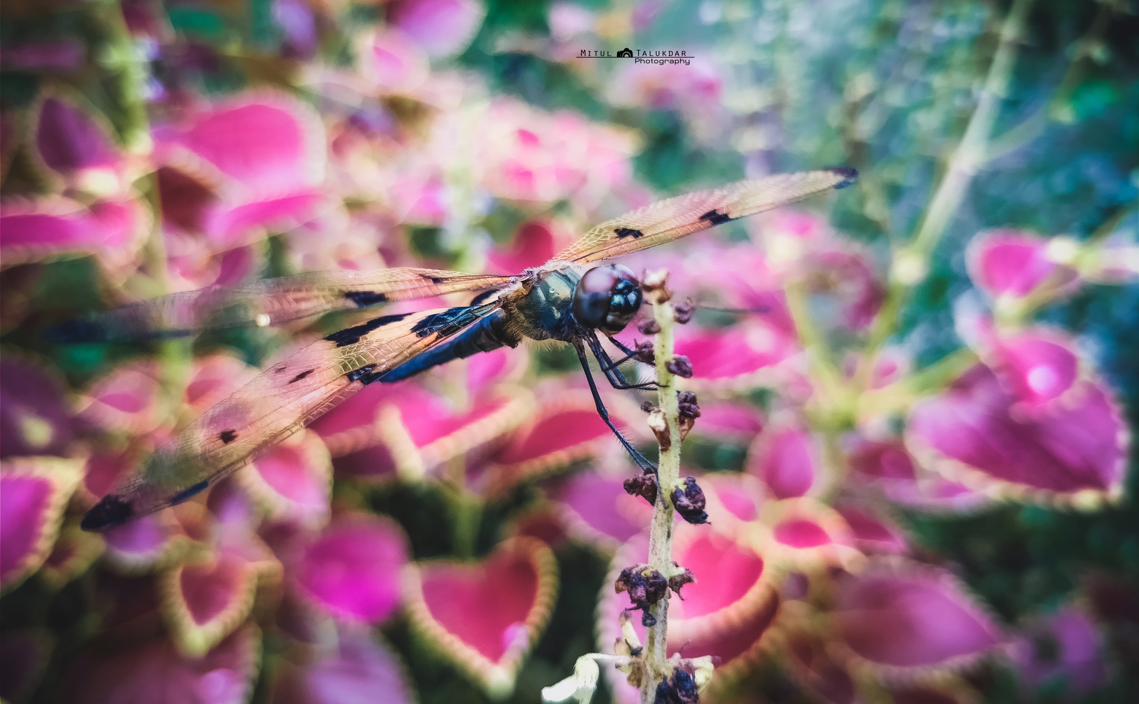 Dragonfly, Animals, Insects, flower, colourful, macro, nikon