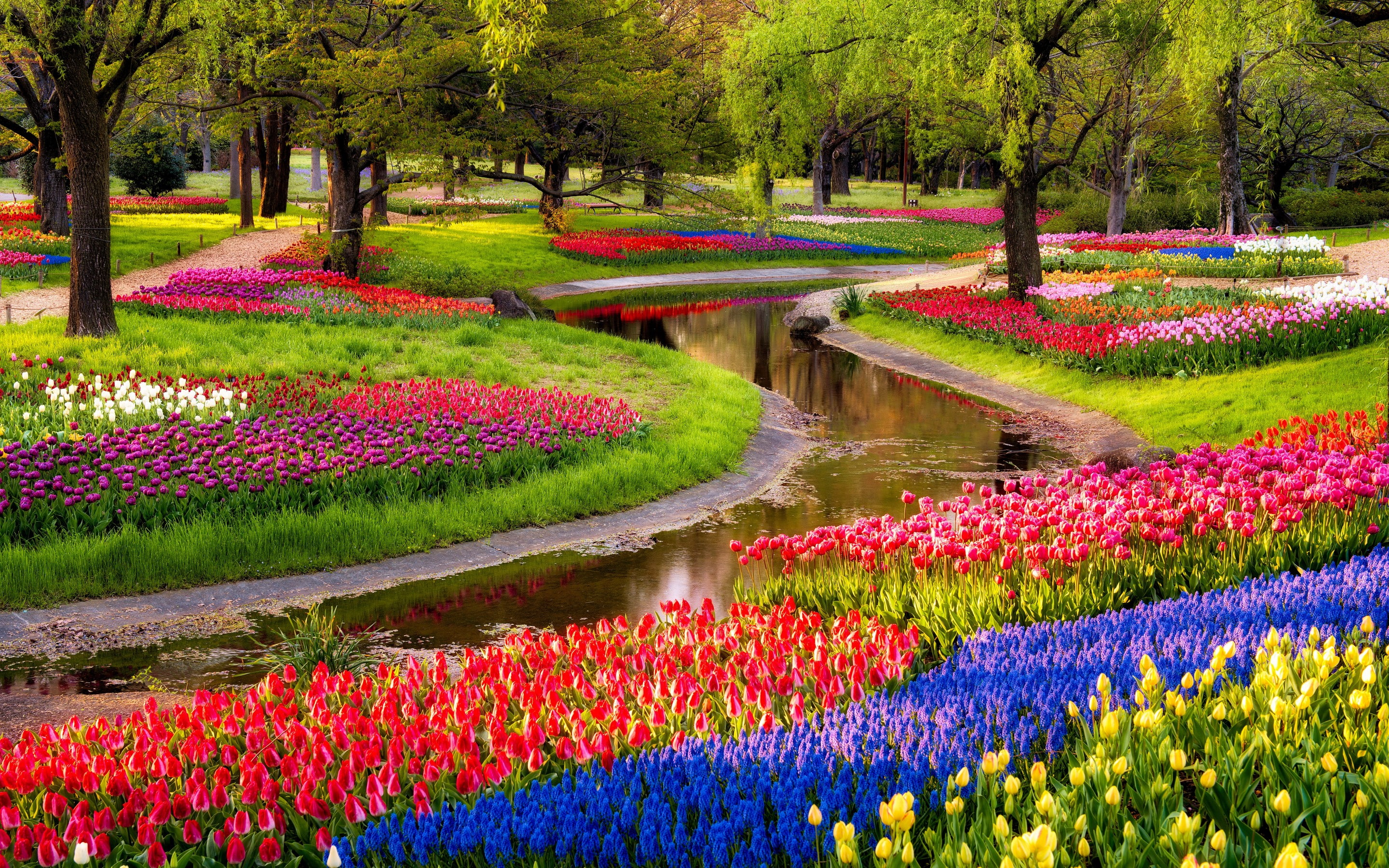 Garden, Flowers, Tulips, Field, Park, Colorful, Spring, Beautiful, Trees, River