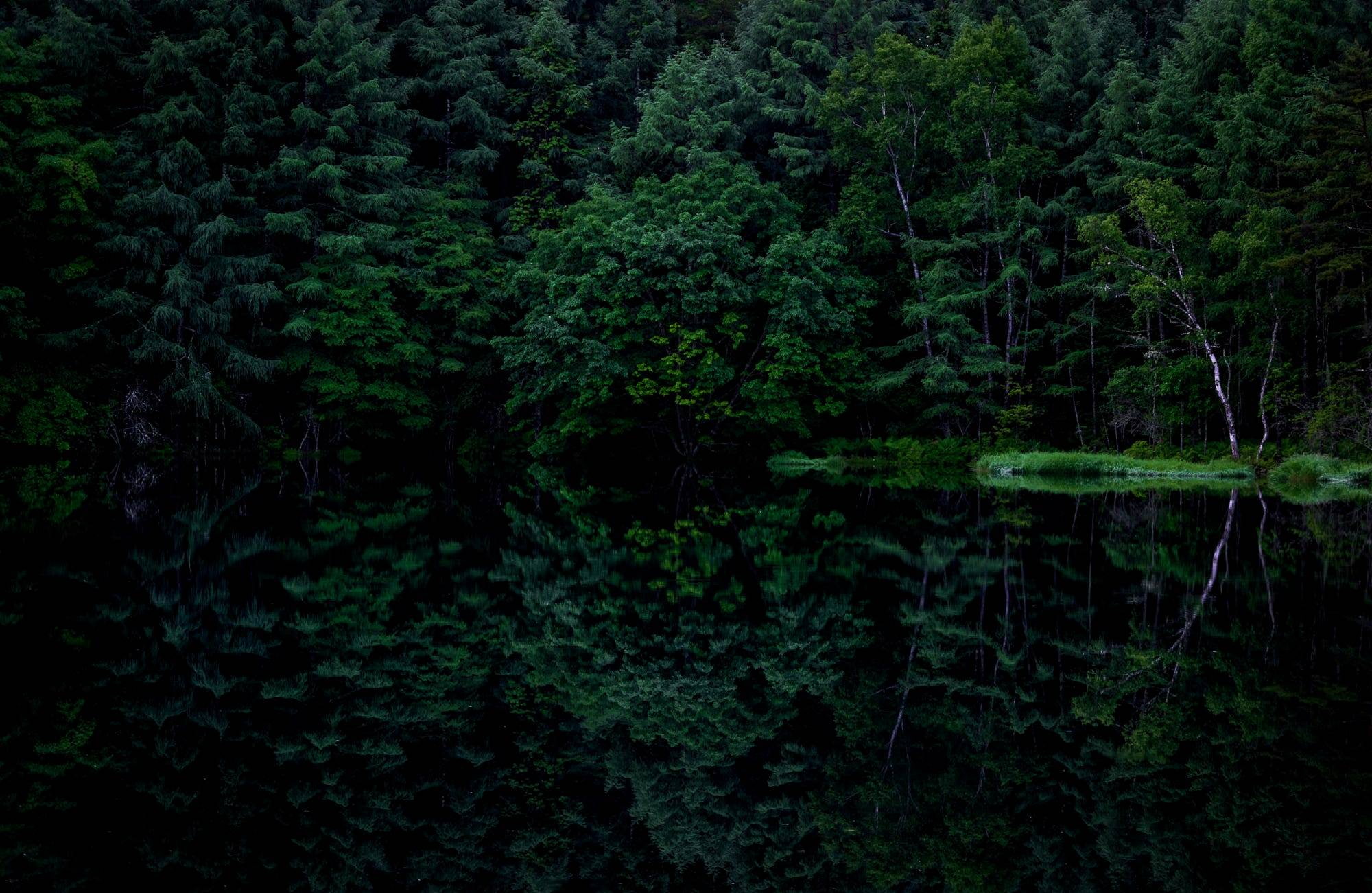 forest, trees, reflection, dark