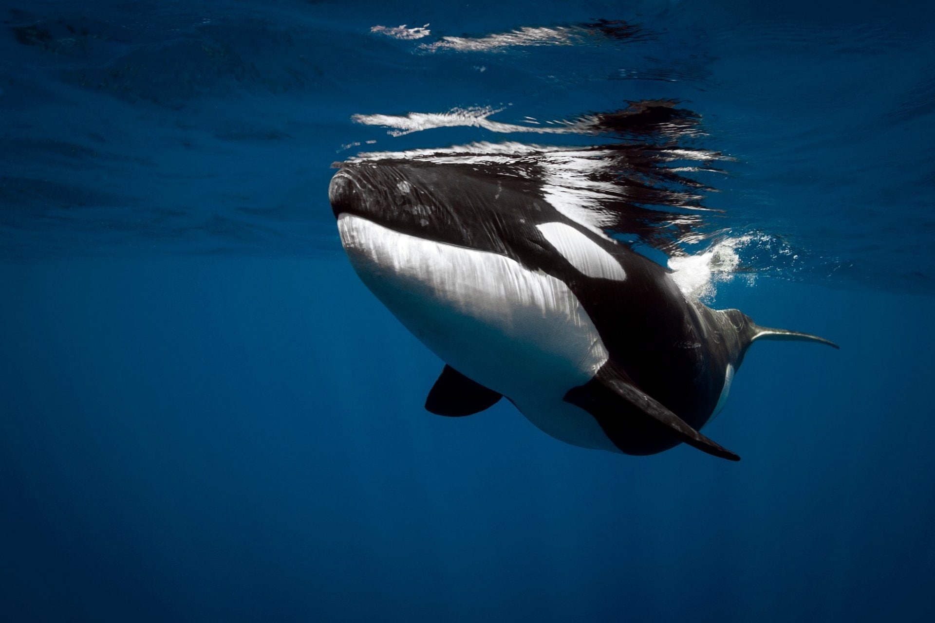 Animal, Orca, Sea Life, Underwater, animals in the wild, animal wildlife
