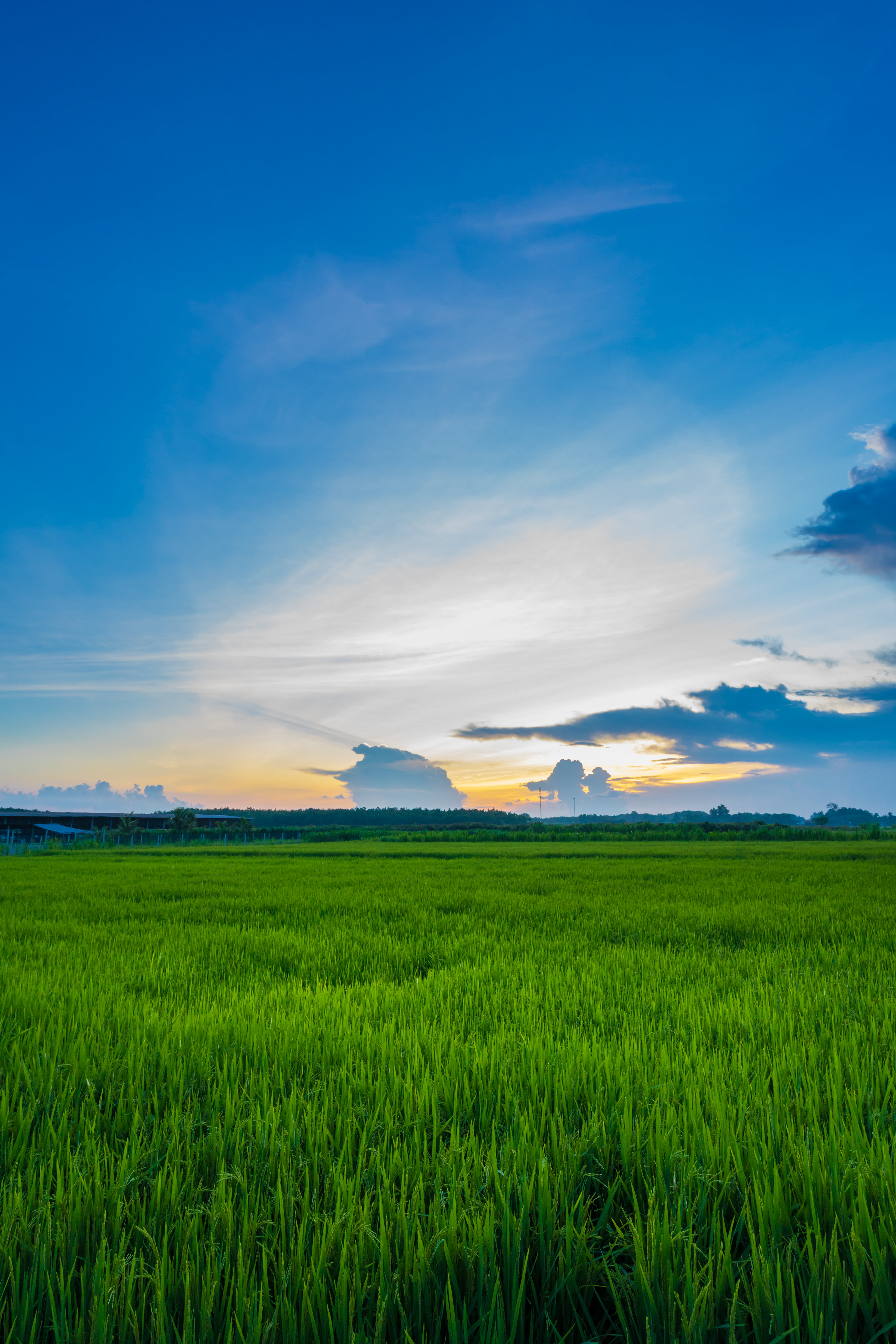 green grass field, Sunset, Vario-Tessar, ZA, sony, nature, agriculture