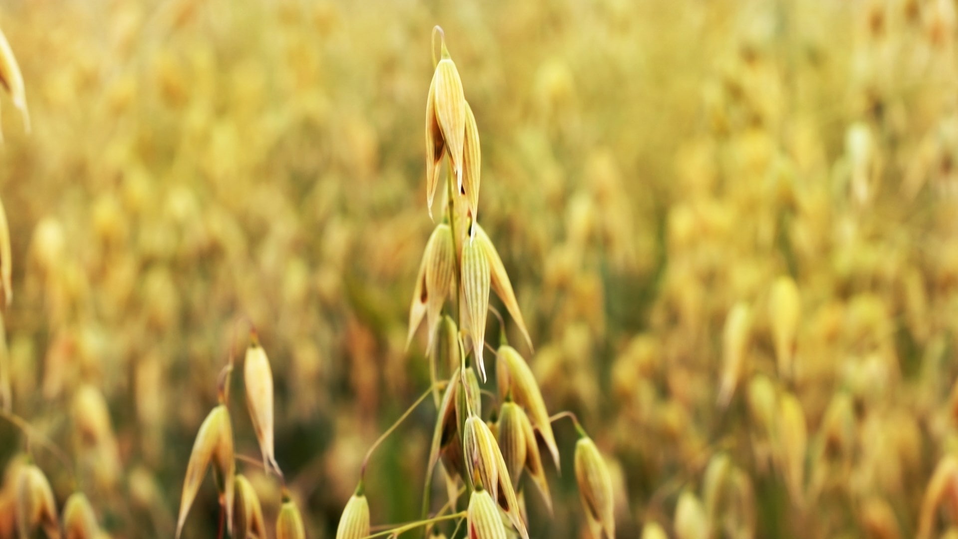 nature scenery images hd  1920x1080, agriculture, crop, cereal plant