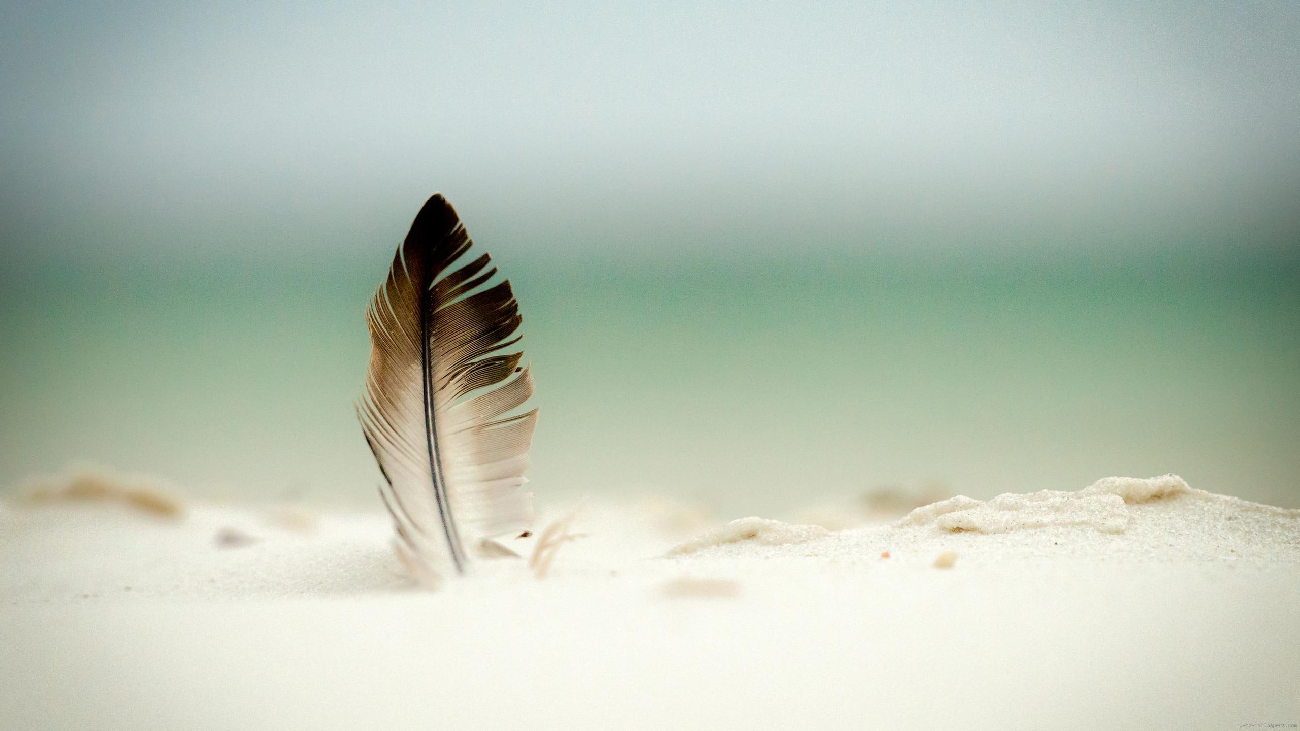 Plume stuck in the sand, white and black feather, nature