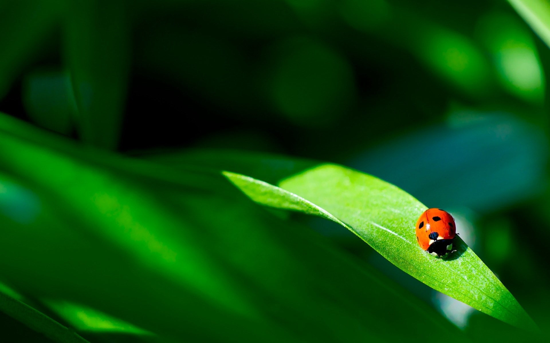 ladybug