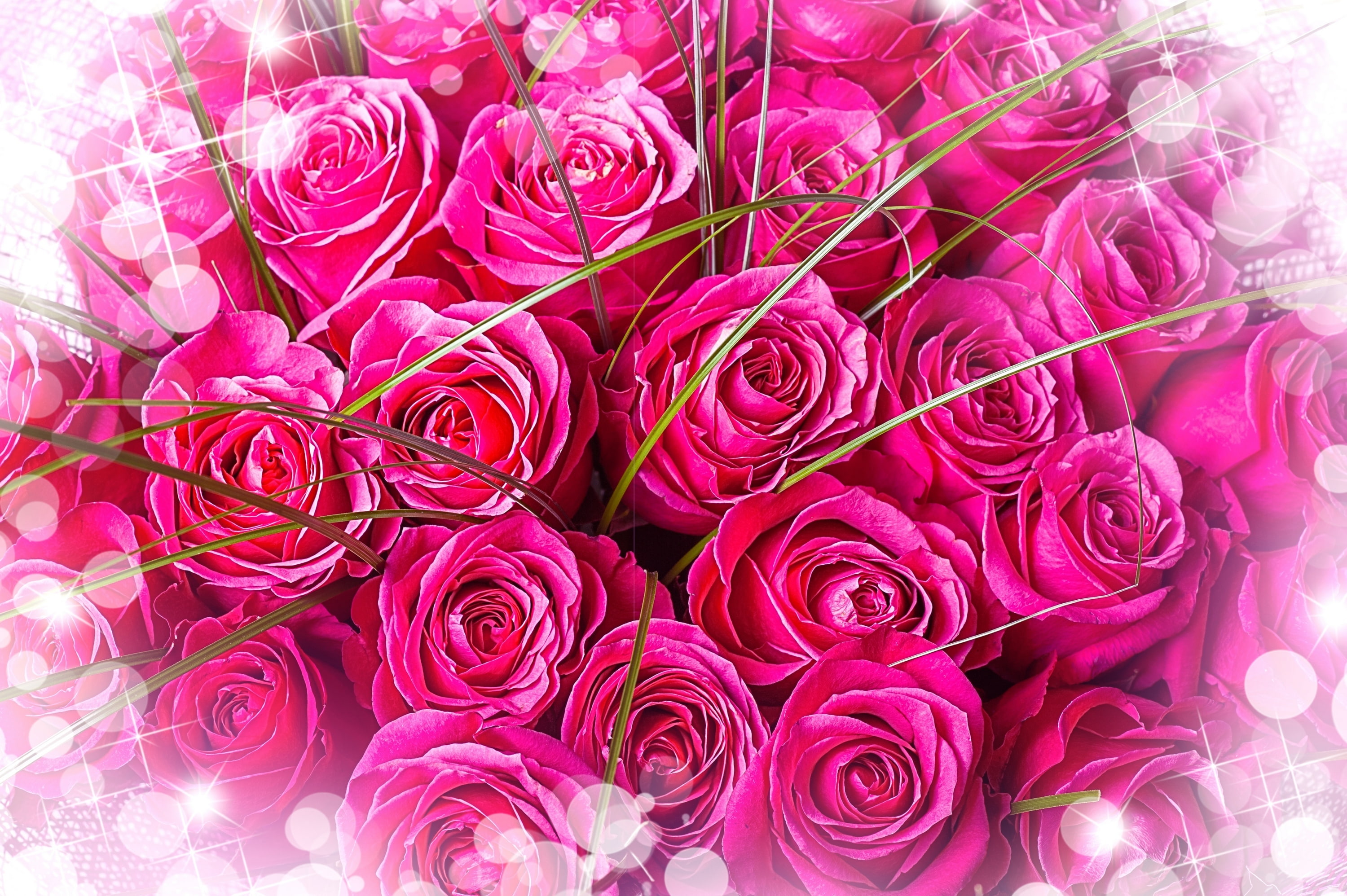 Beautiful, Bouquet, Pink Roses, flower, beauty in nature, flowering plant