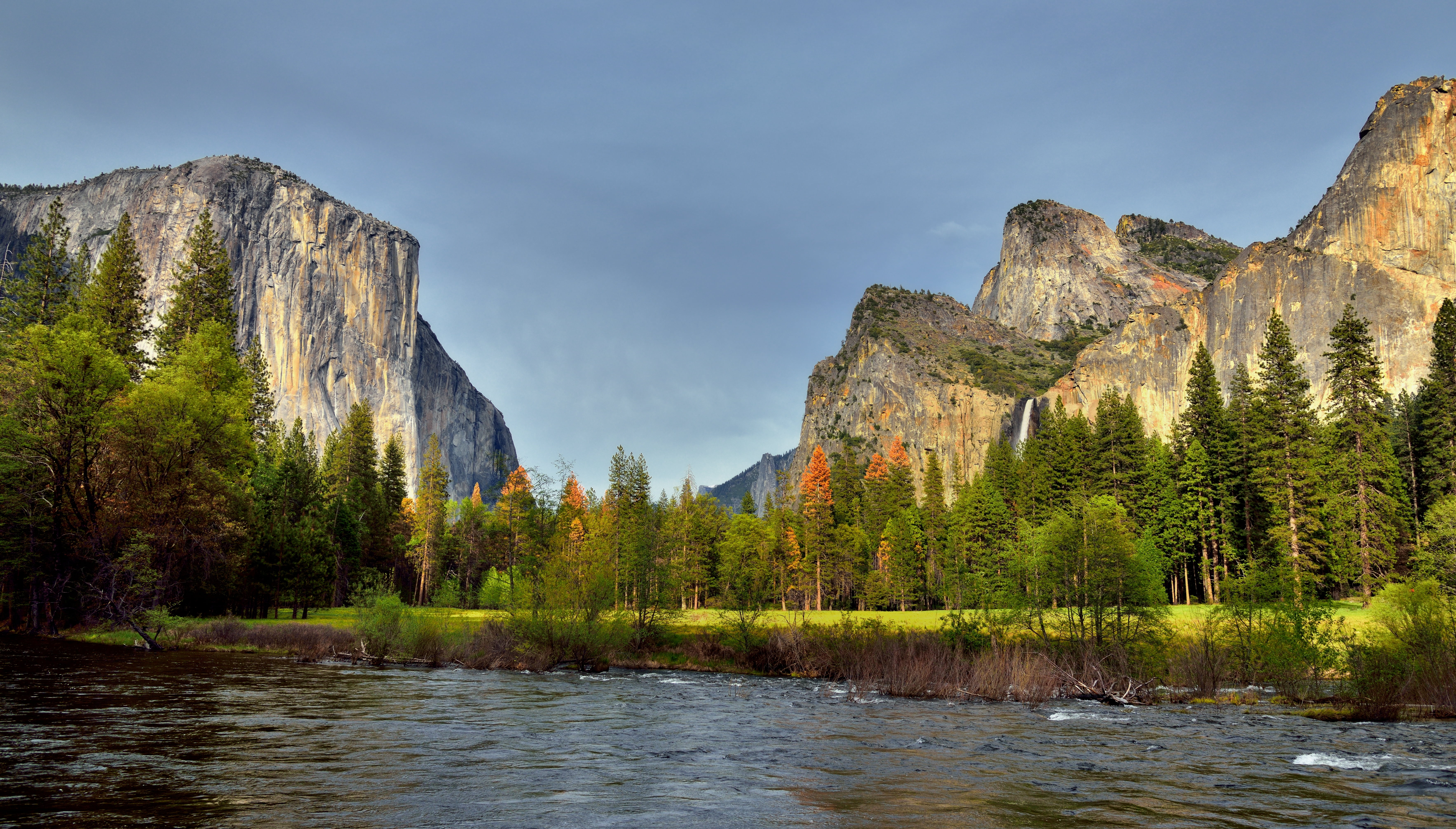 photo of a green tree with body of water, merced river, yosemite national park, merced river, yosemite national park