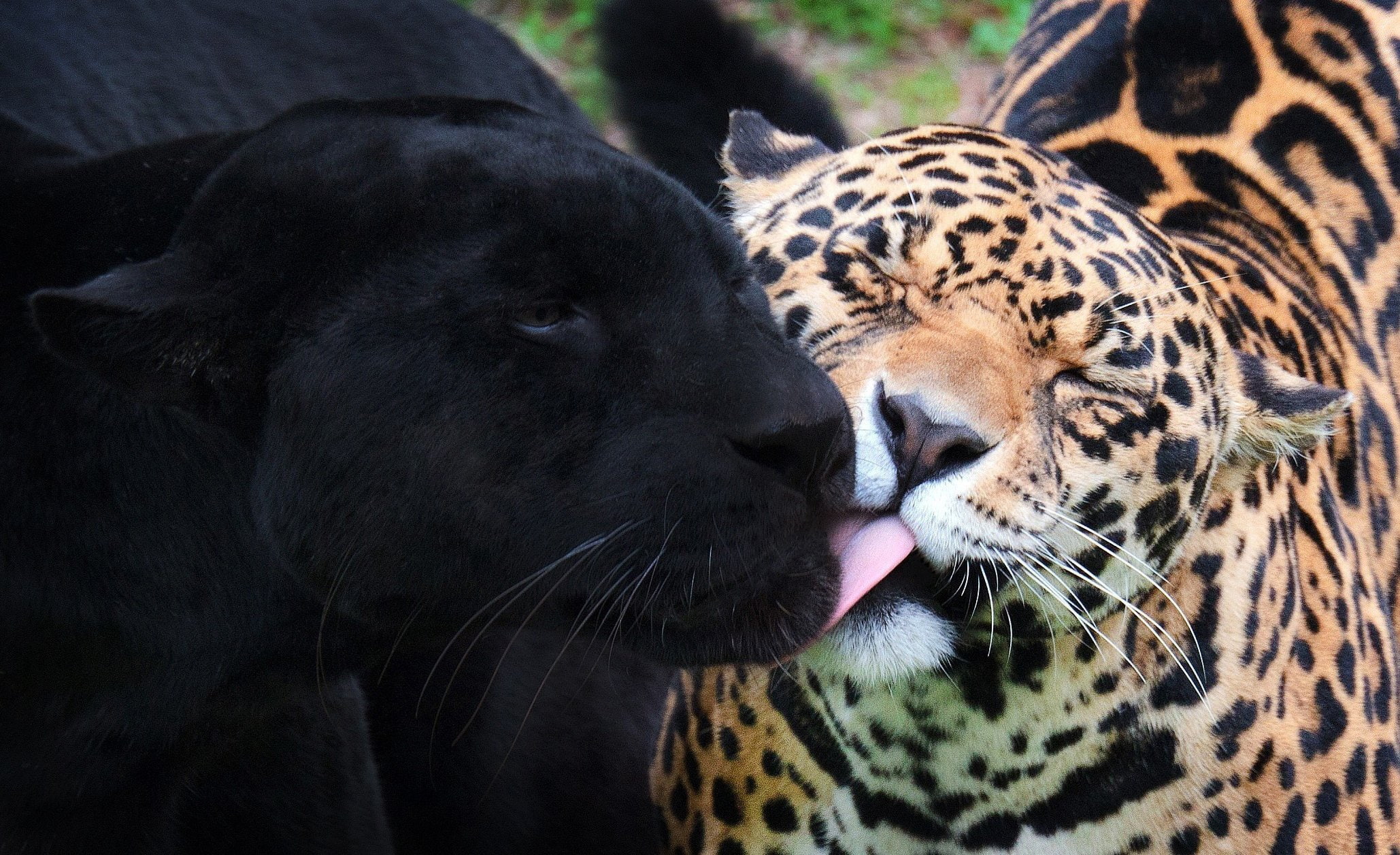 black, cats, jaguar, panther, wild
