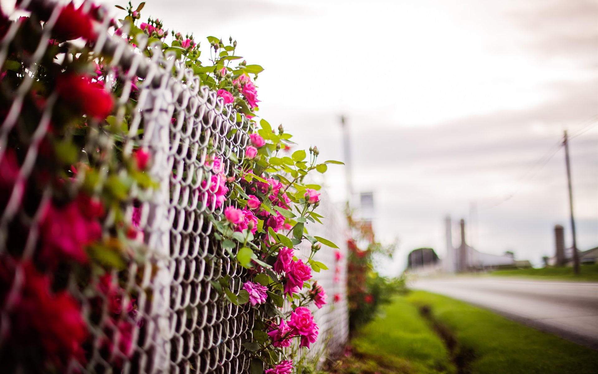 Pink rose flowers, fence, blurry background