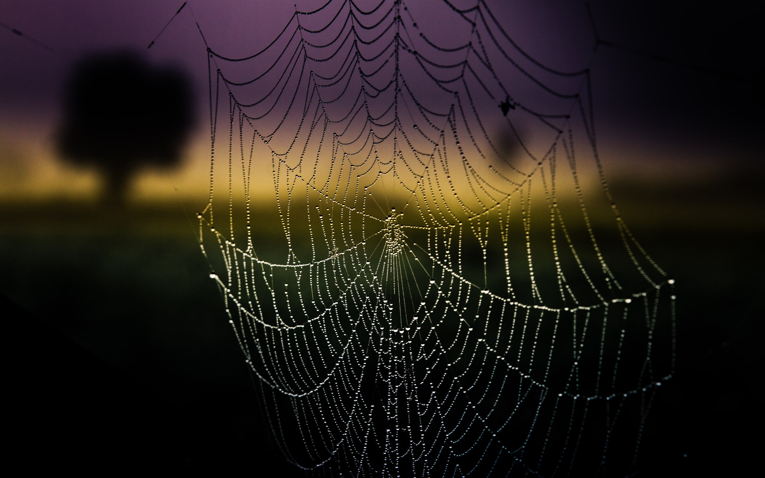 spider web