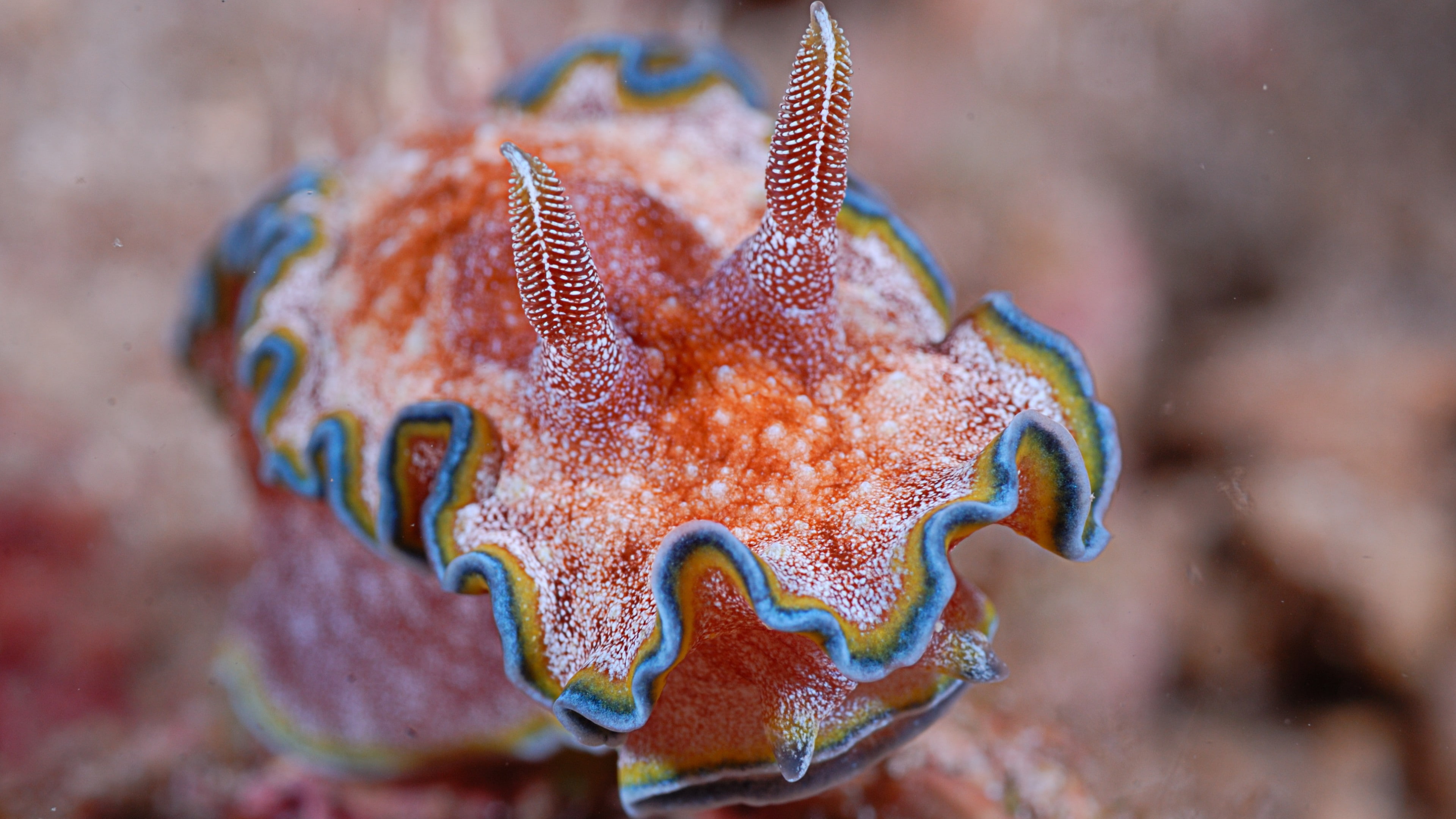 blue, orange, and beige seashell, Nudibranch, Deep sea corals