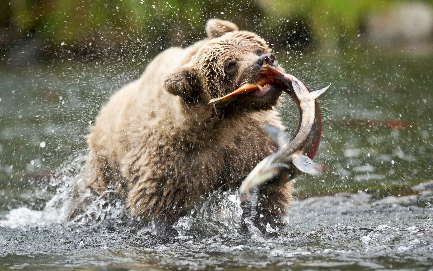 bear