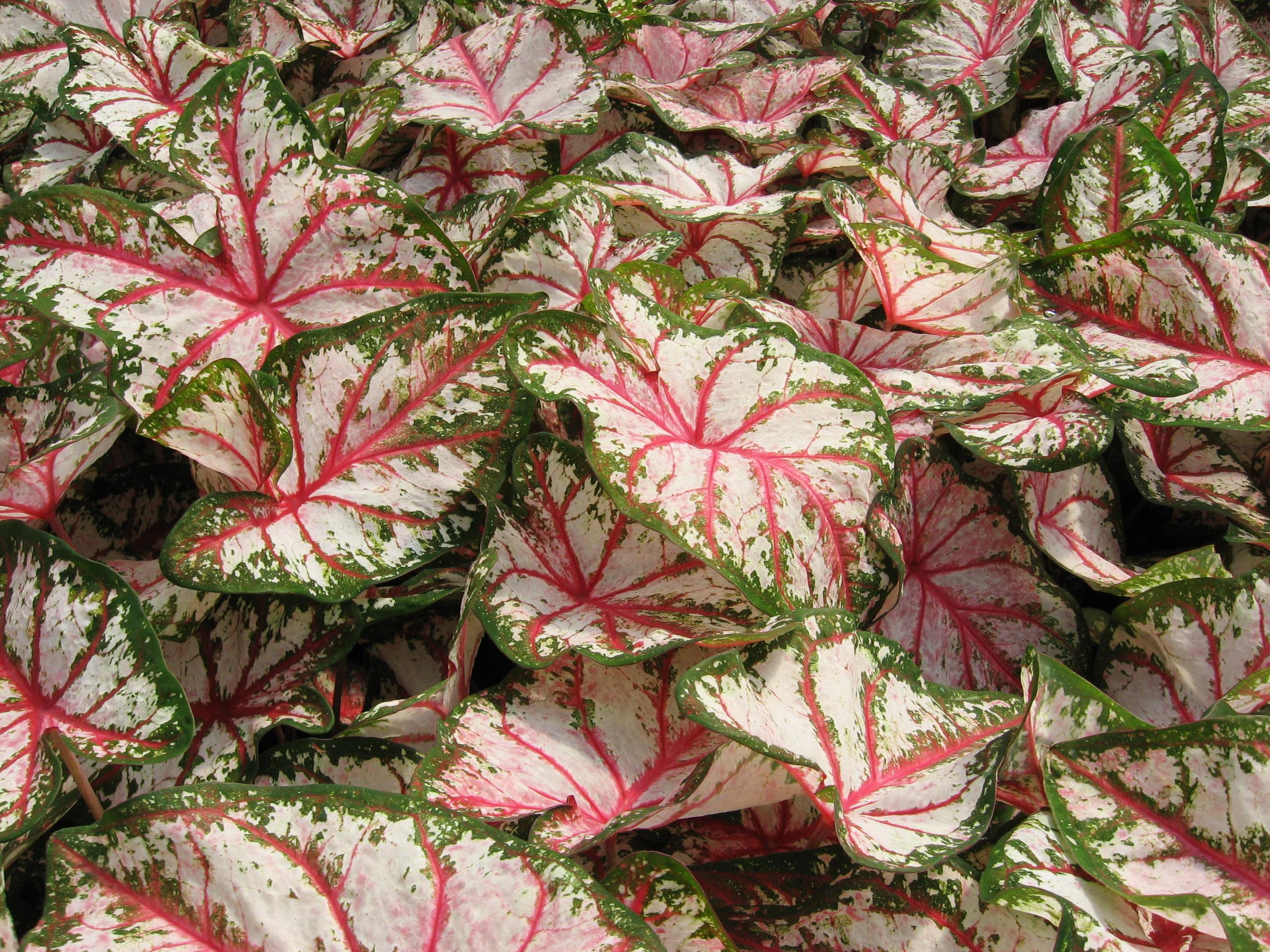 Caladium Flowers, white-red-and-green leaf plant, many