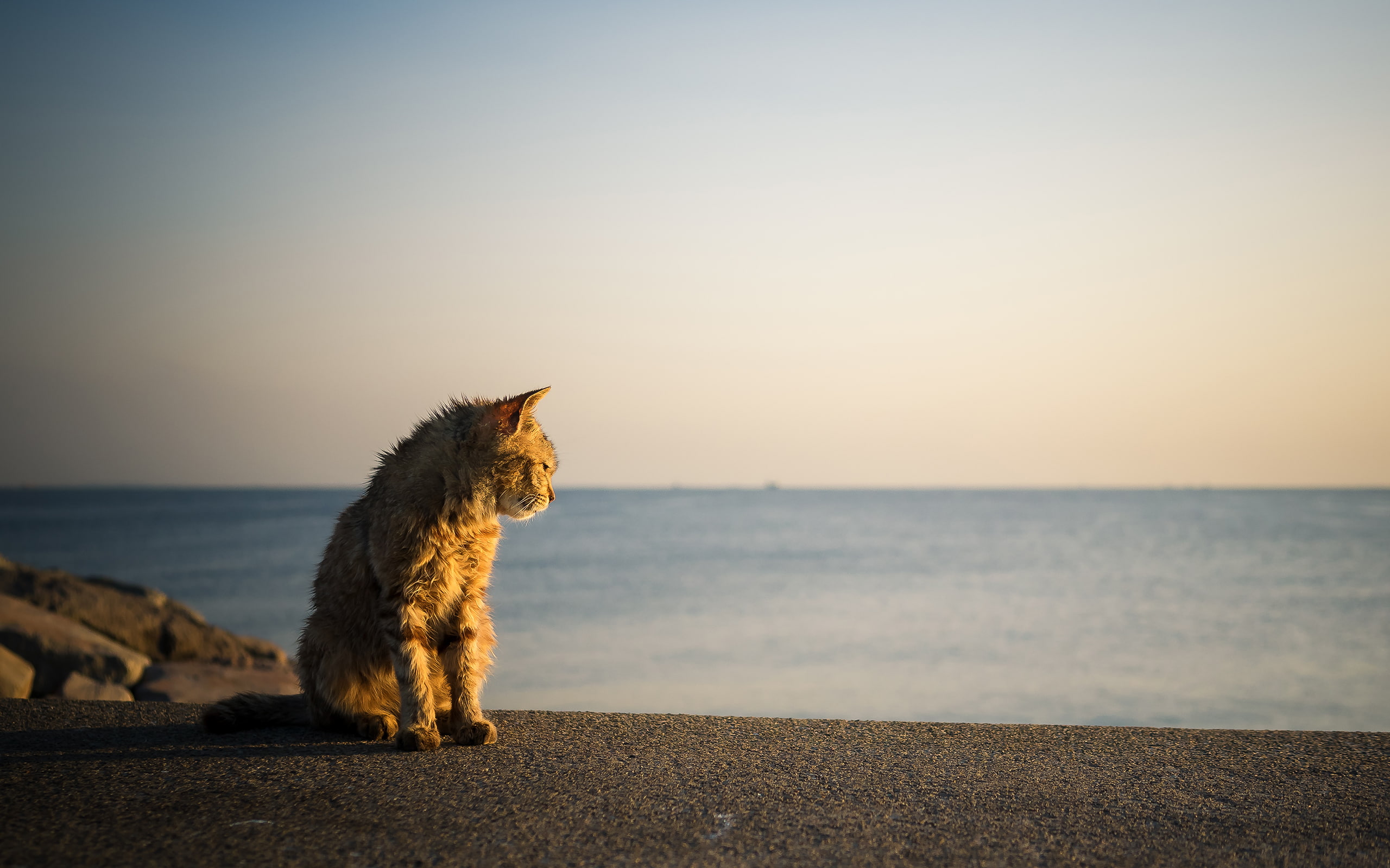 Cat HD, animals