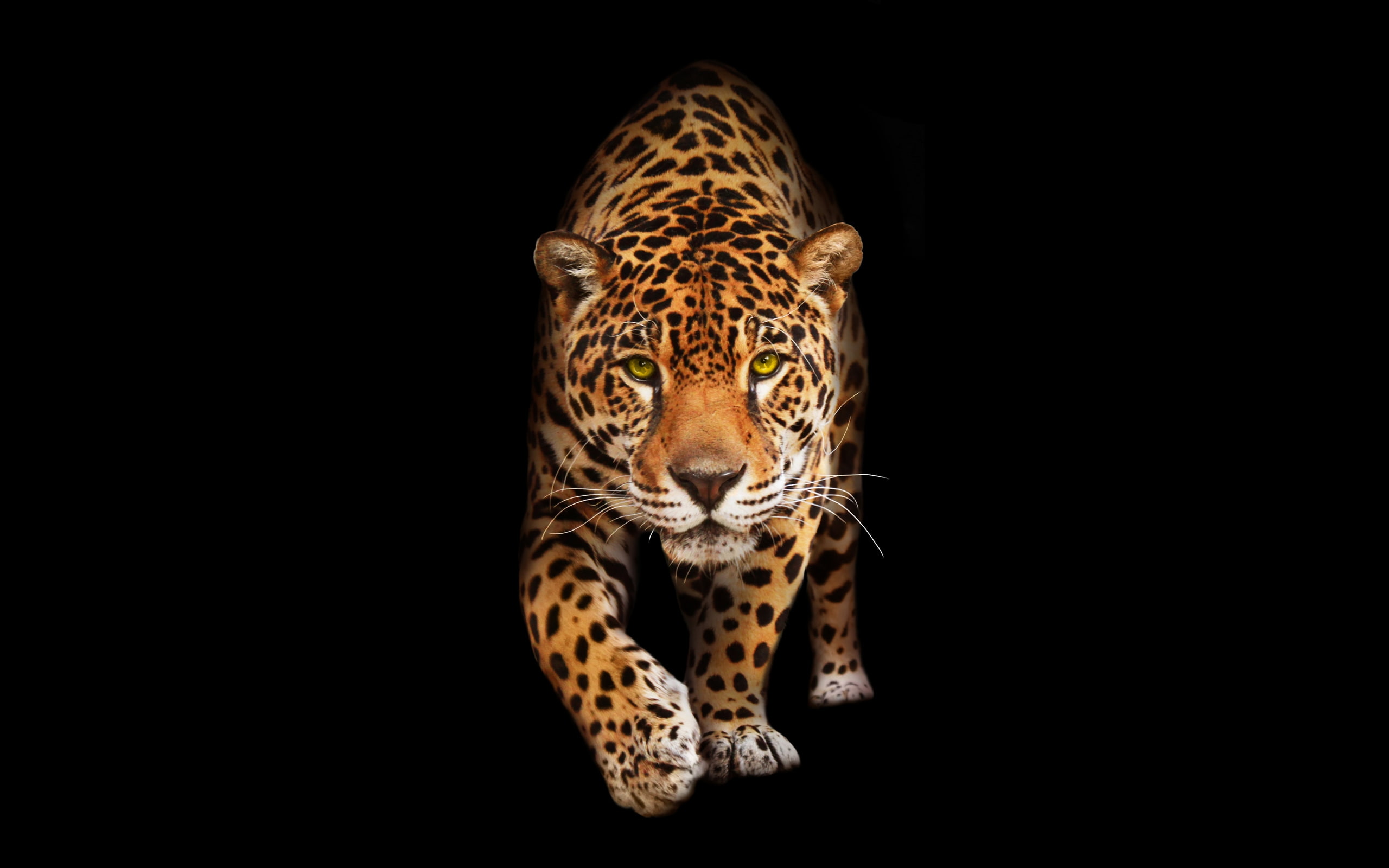 jaguar, walking, predator, wildlife, big cats, Animal, animal themes