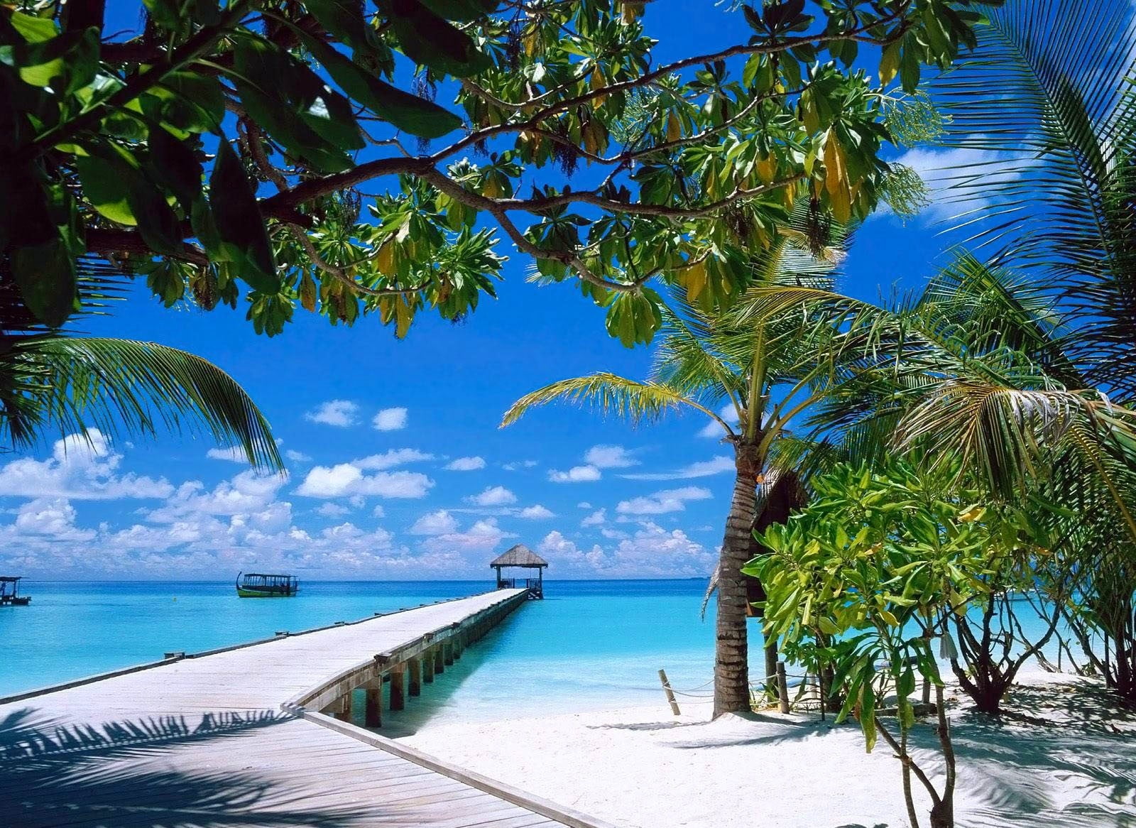 green coconut palm tree, nature, landscape, beach, summer, sand