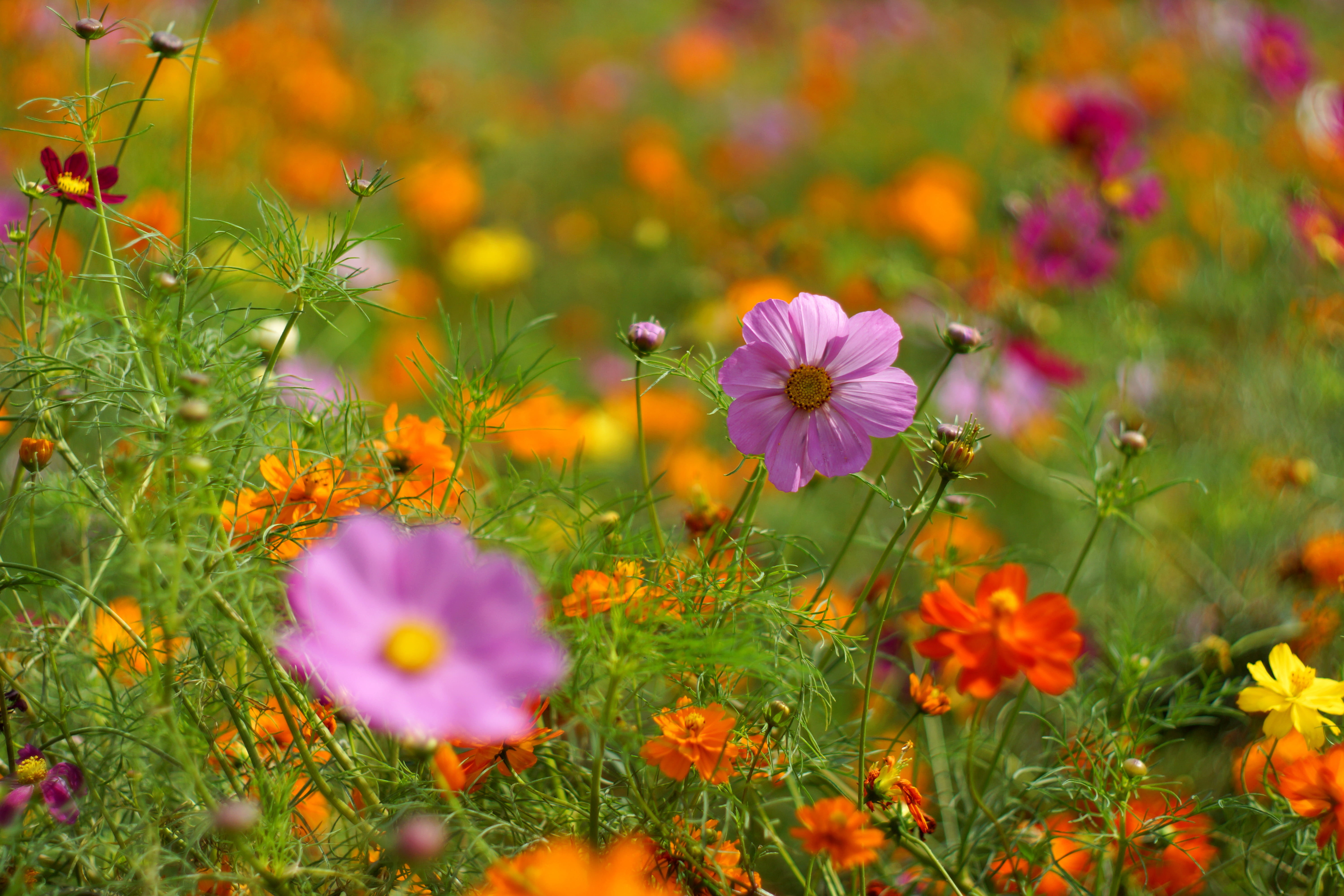 purple-and-red petaled flower field on focus photo, Color Palette