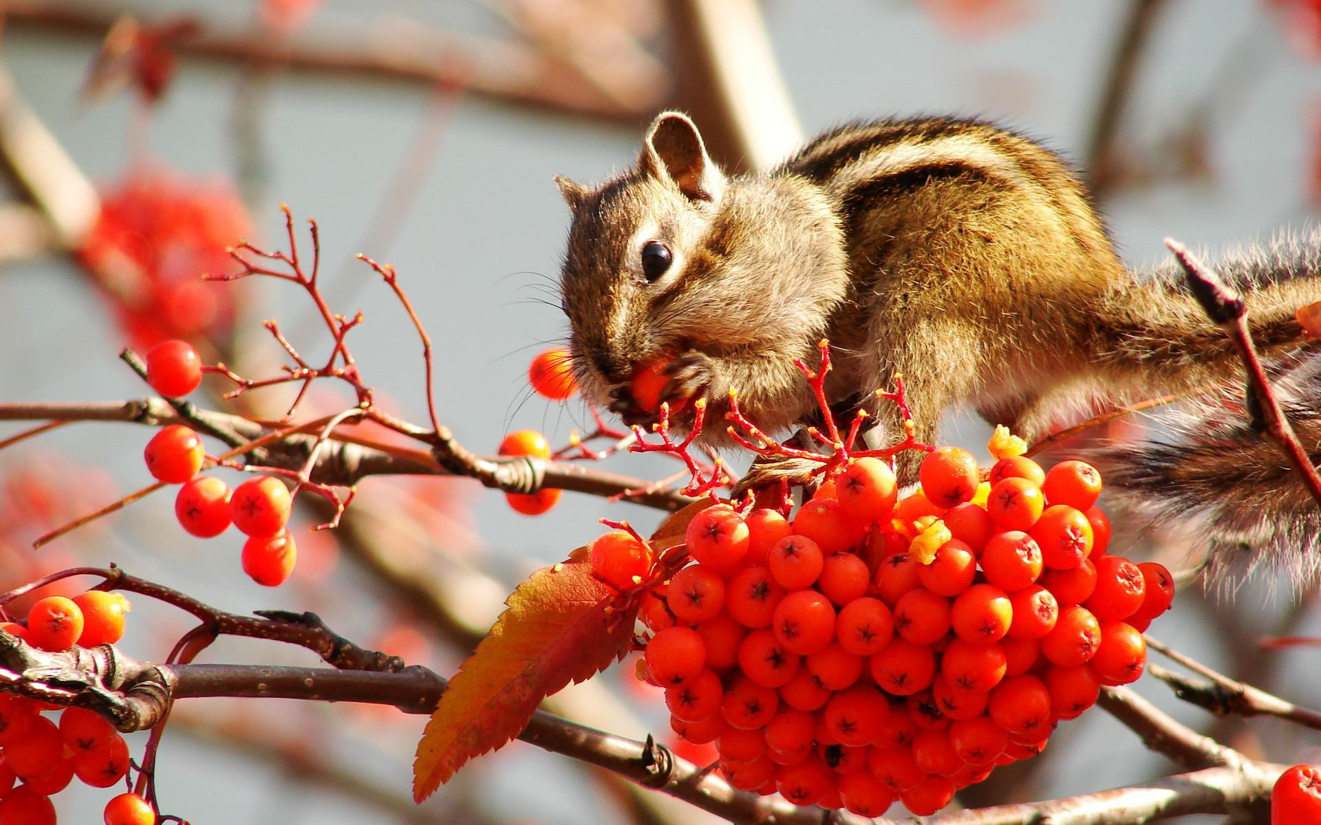 animals, 1920x1200, Chipmunk, Chipmunk s, 4K, hd