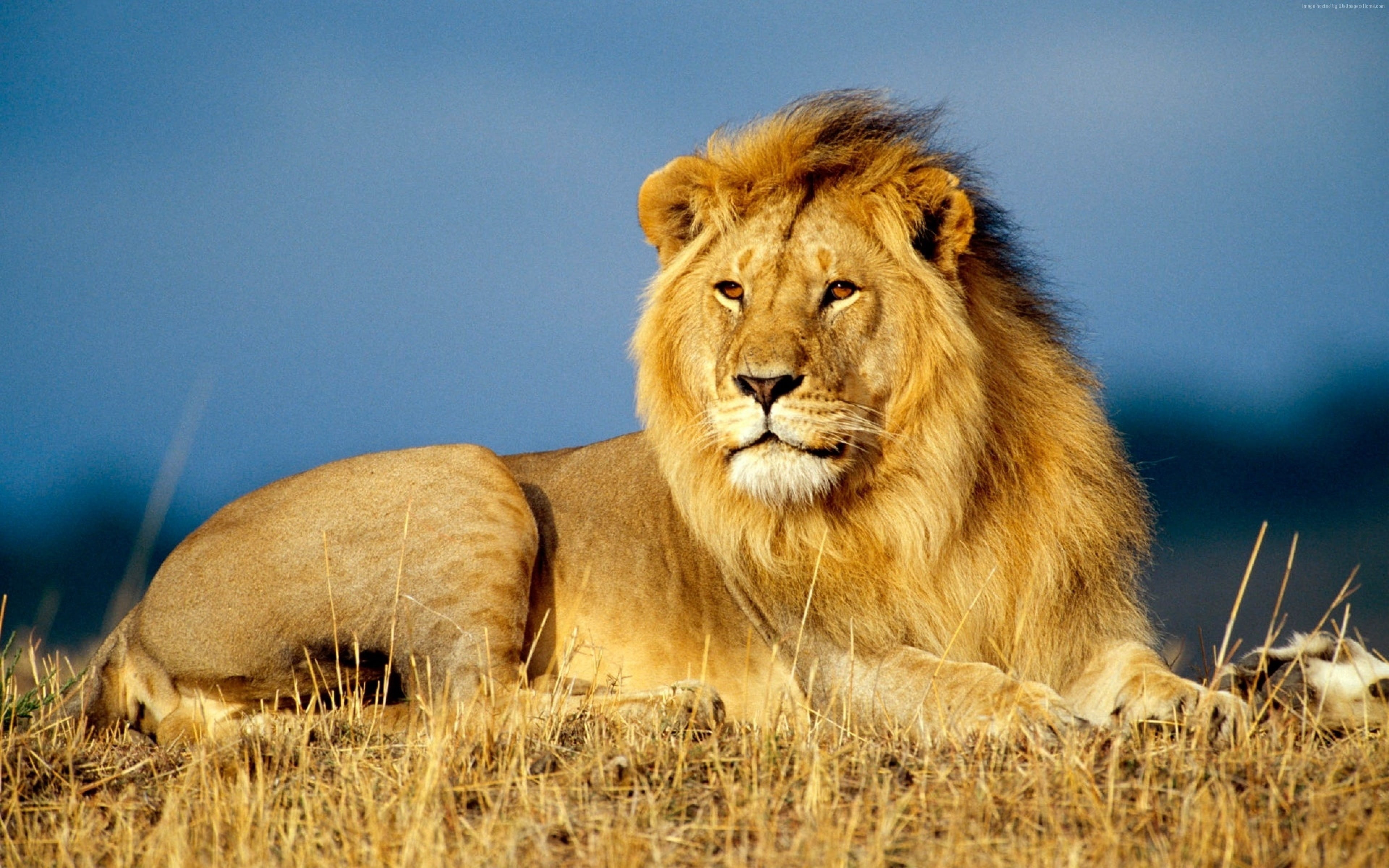 4k, lion, savanna